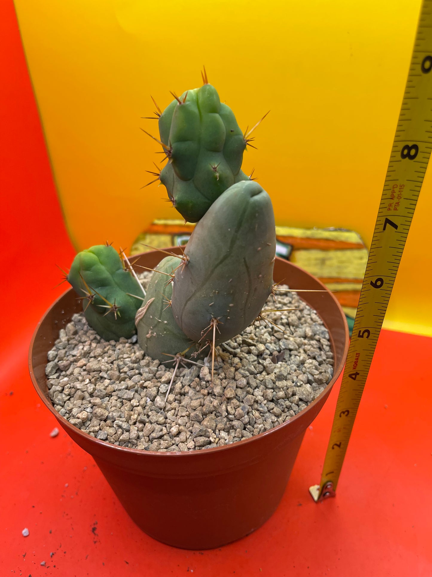 Penis cactus !