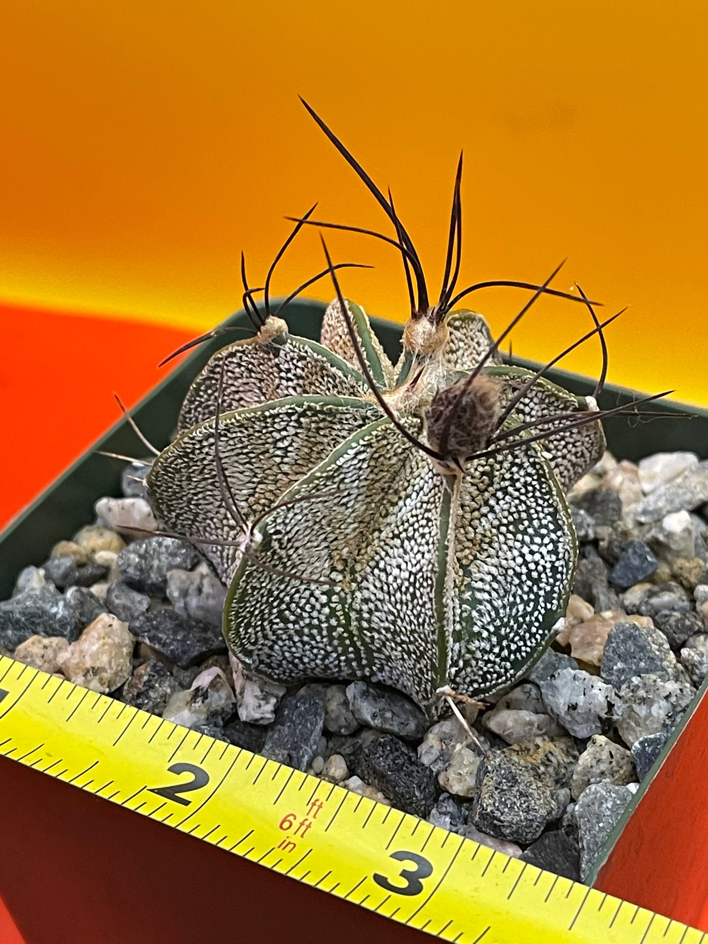 Astrophytum ornatum with flower buds