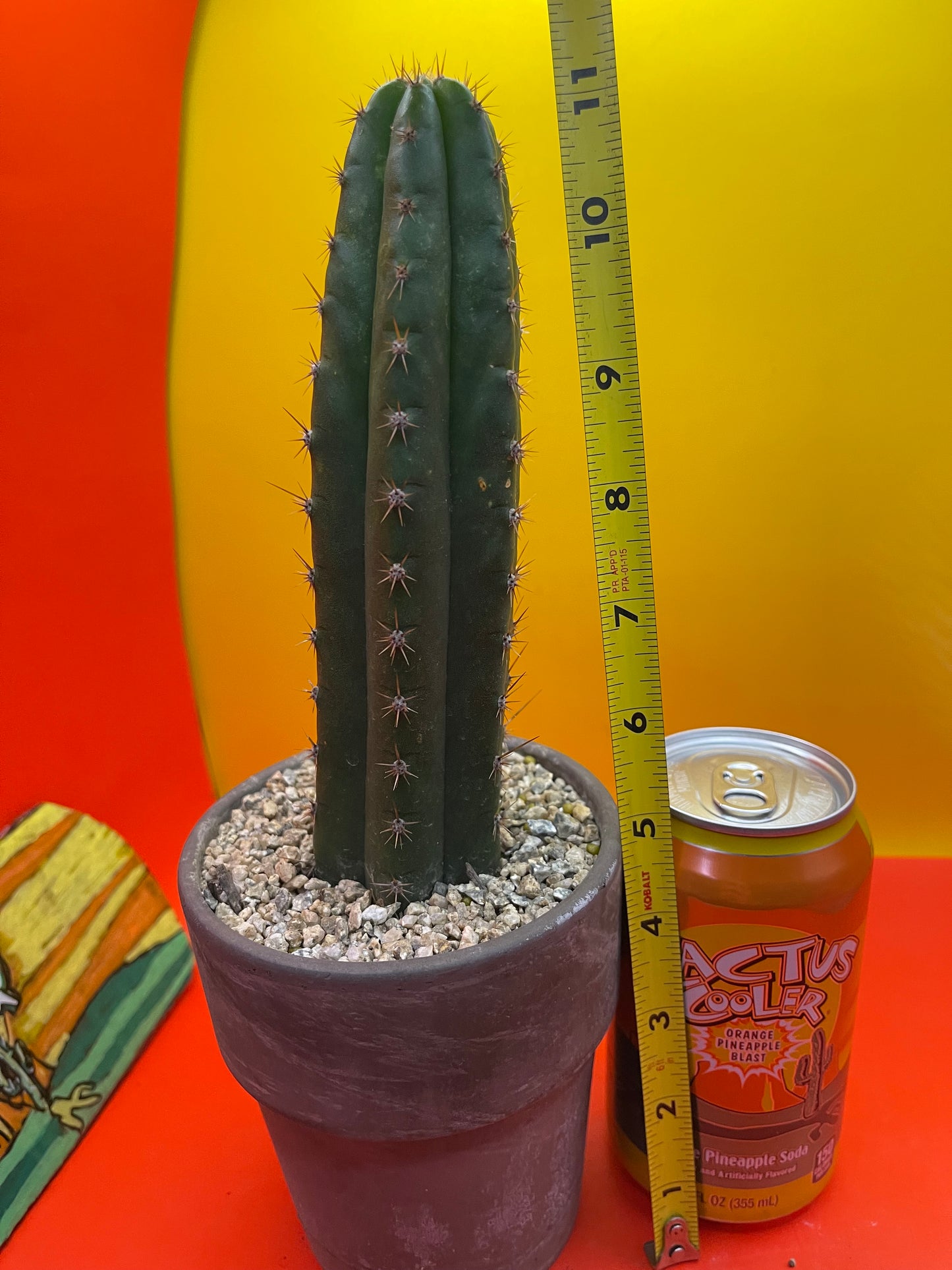 CCVP ! San Pedro cactus