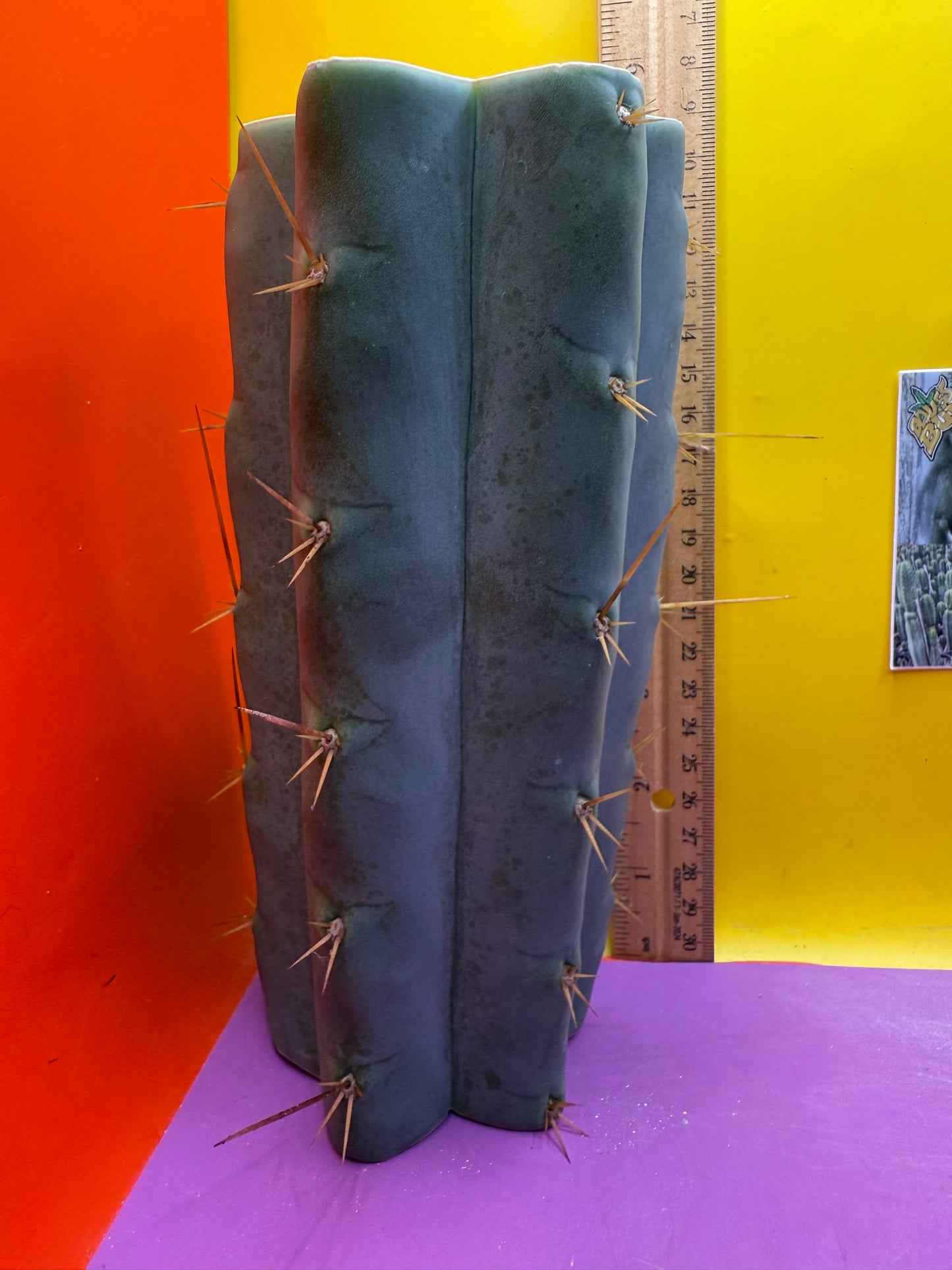 Trichocereus Bridgesii hybrid !