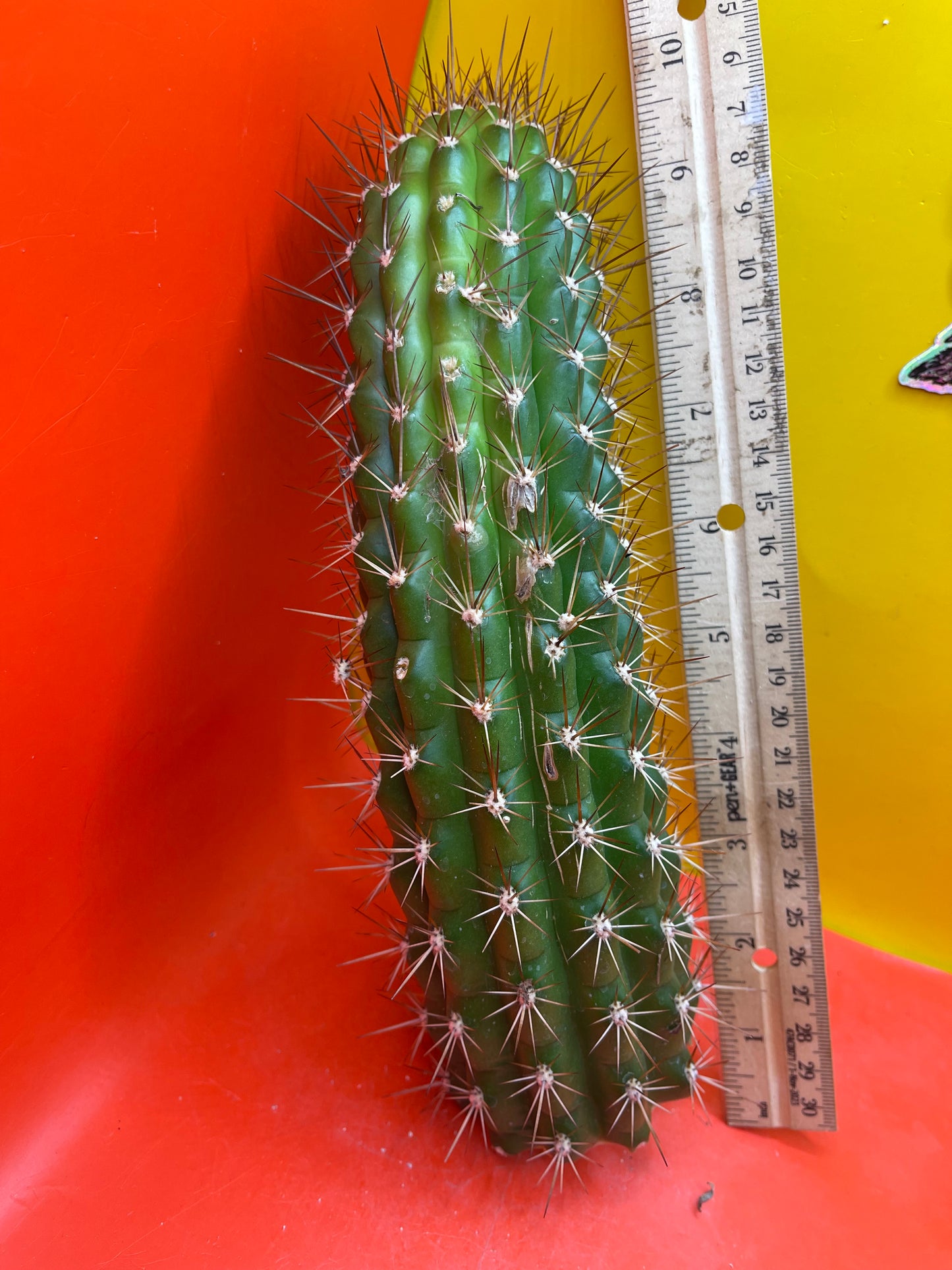 Trichocereus Thelegonus