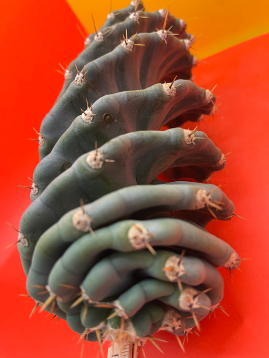 FAT 🌀🌵Spiral Cactus !Over 4” thick - Foot long