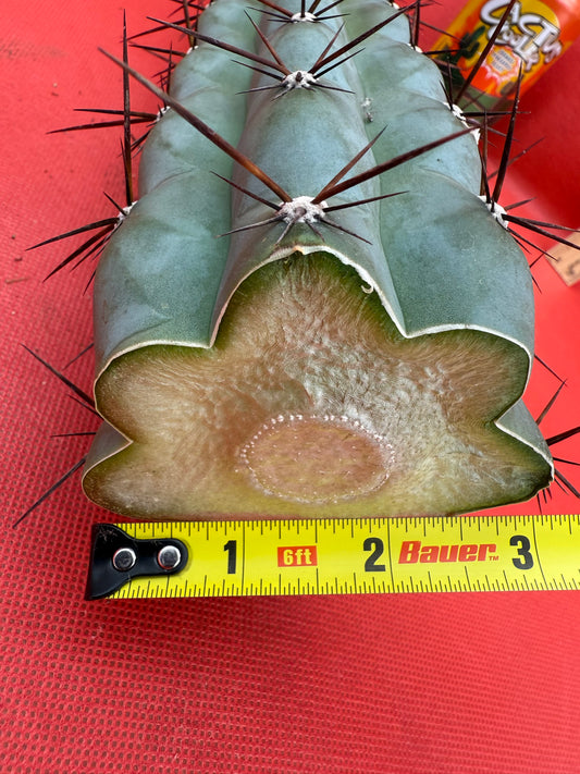 TRICHOCEREUS CHALA !