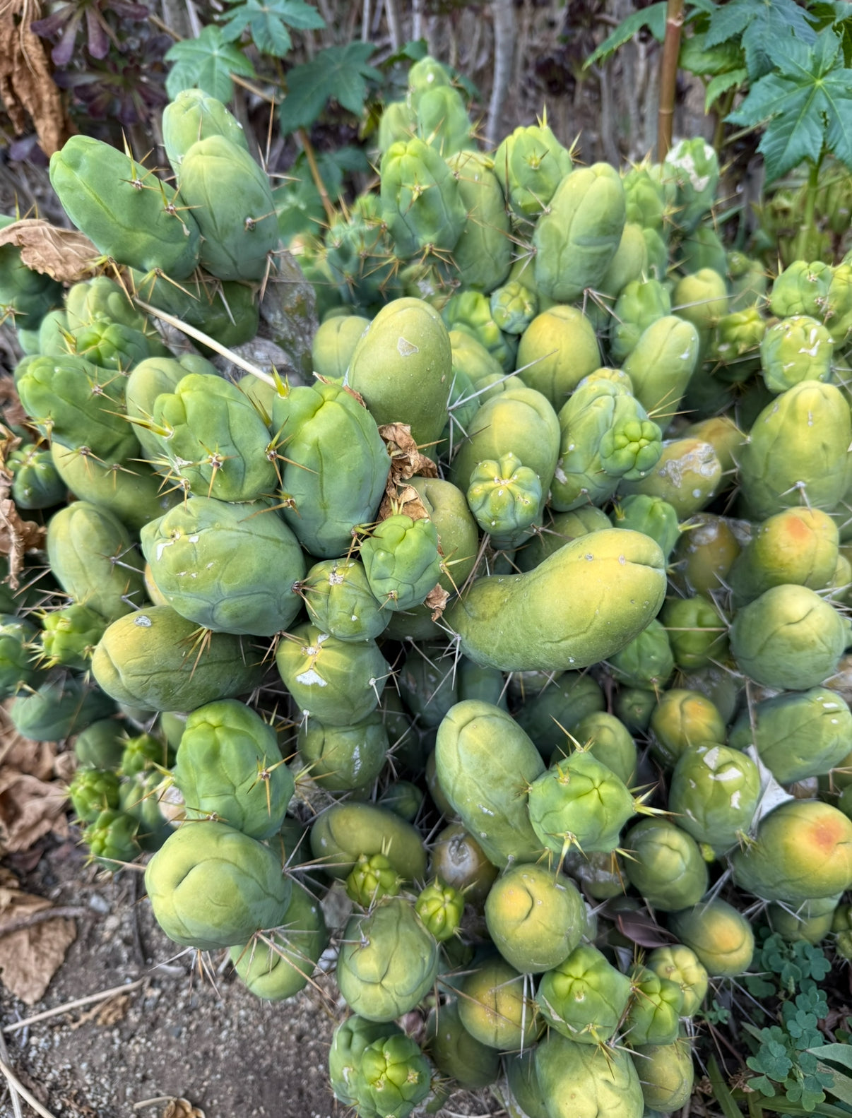 TBM cutting for sale !