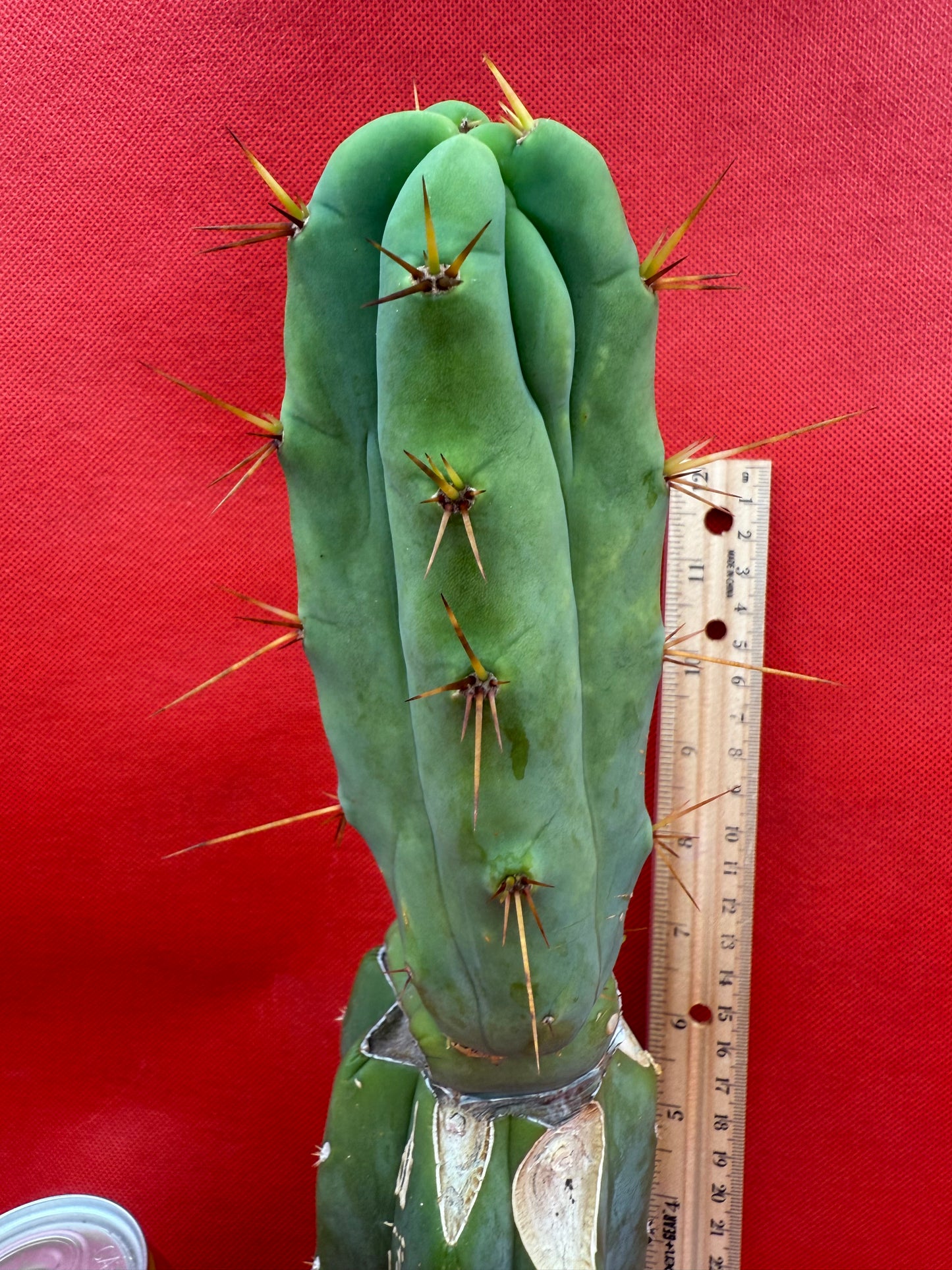 Essedon x Sina Graft , 4 winds !