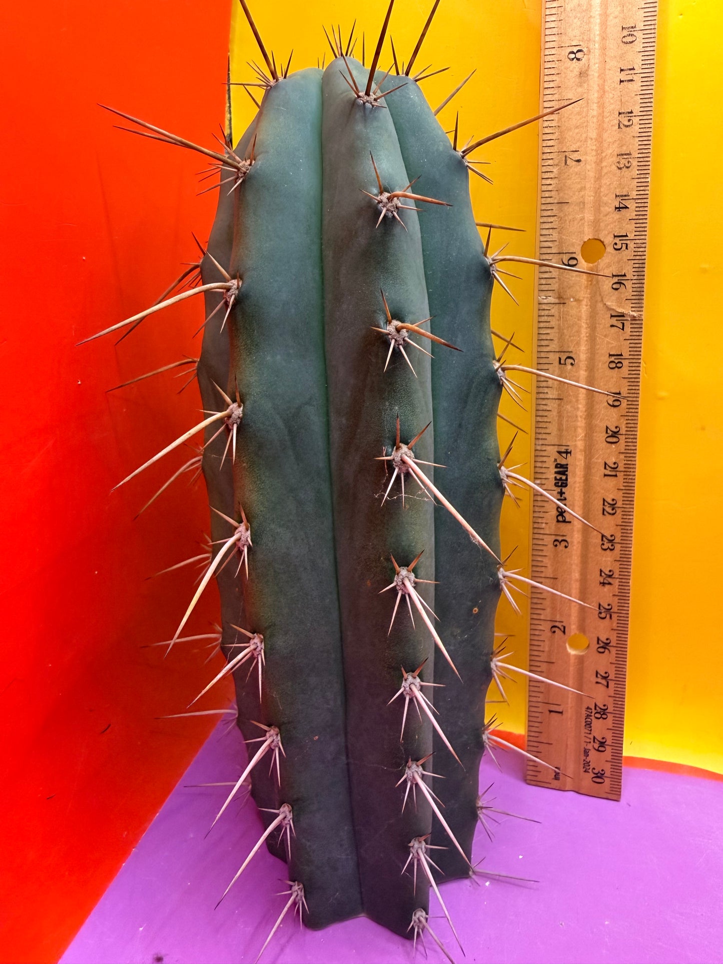 “RC’s T.P. 🧻”  trichocereus peruvianus !!