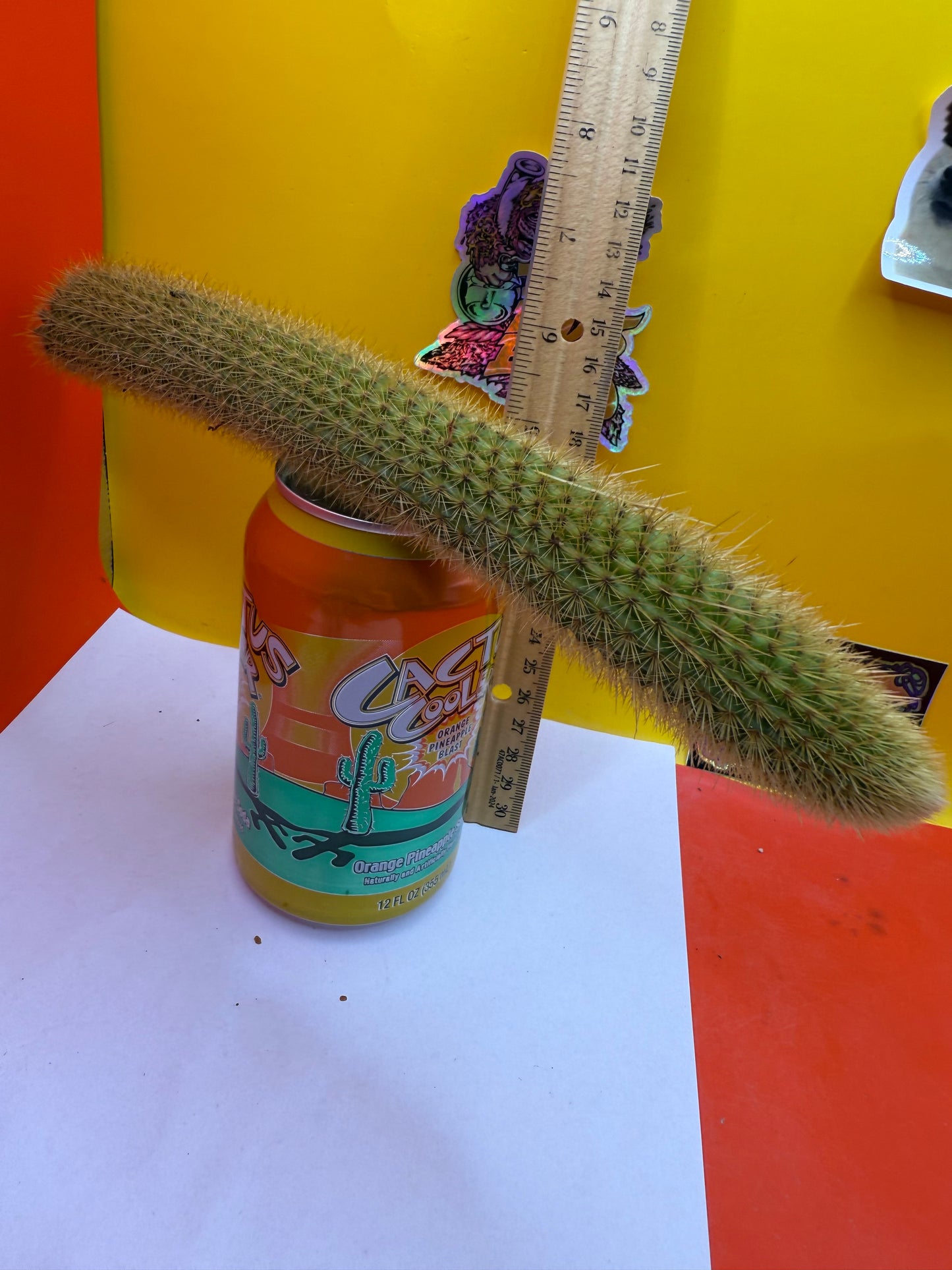 Golden Foxtail Cactus