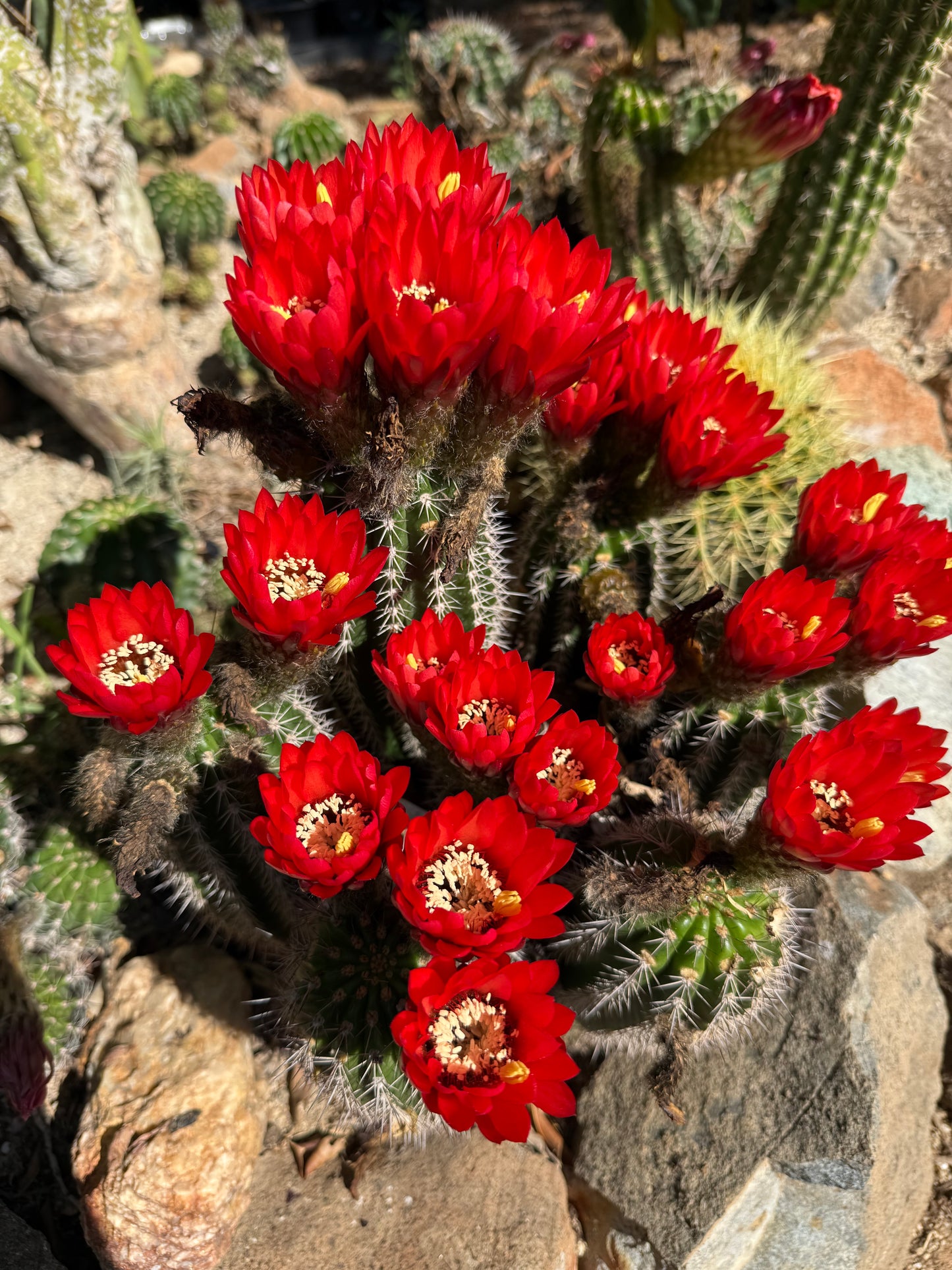 Red Lobivia purpureominiata seeds .