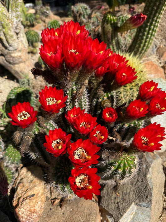 Red Lobivia purpureominiata seeds .
