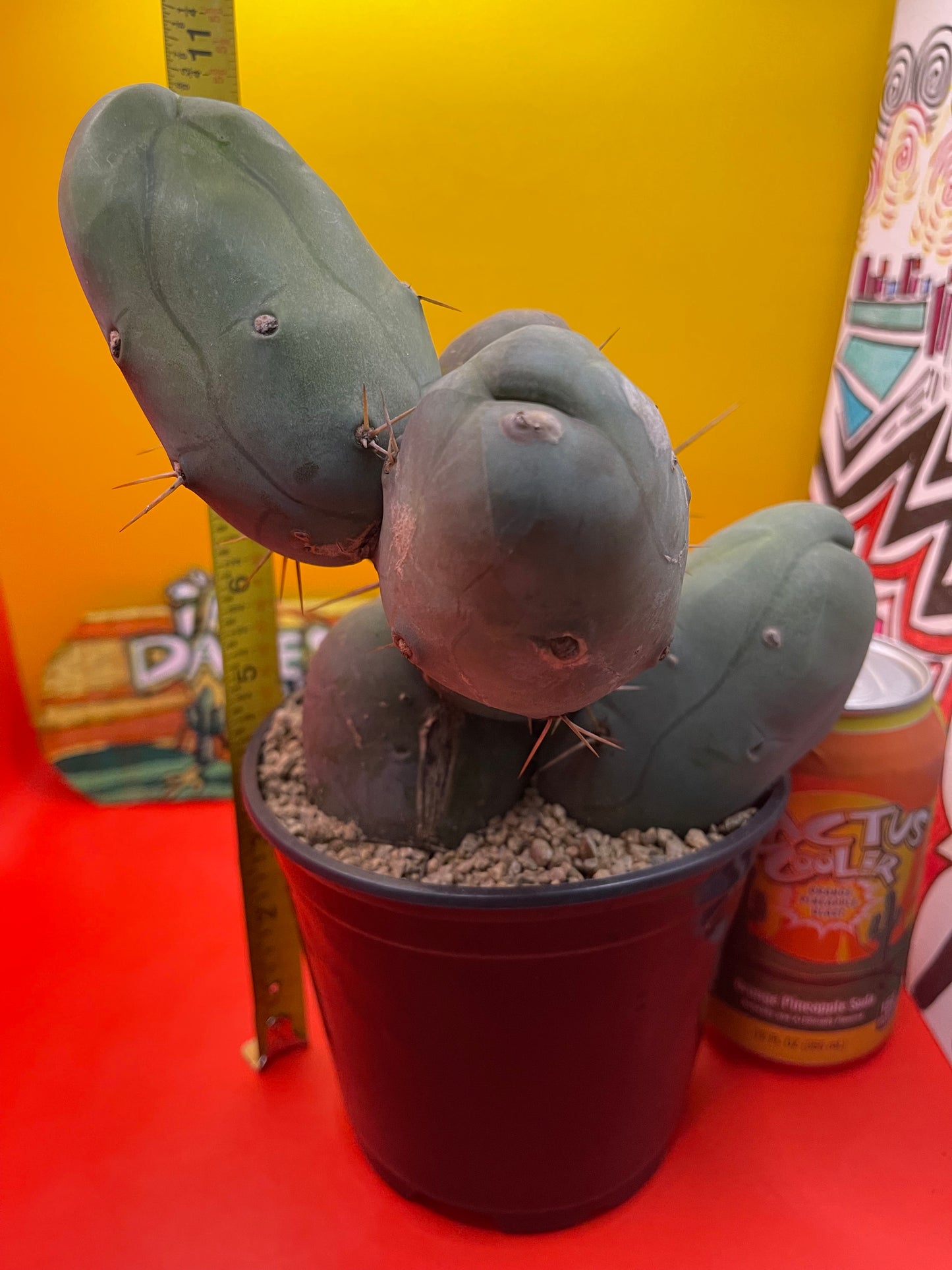 TBM CACTUS