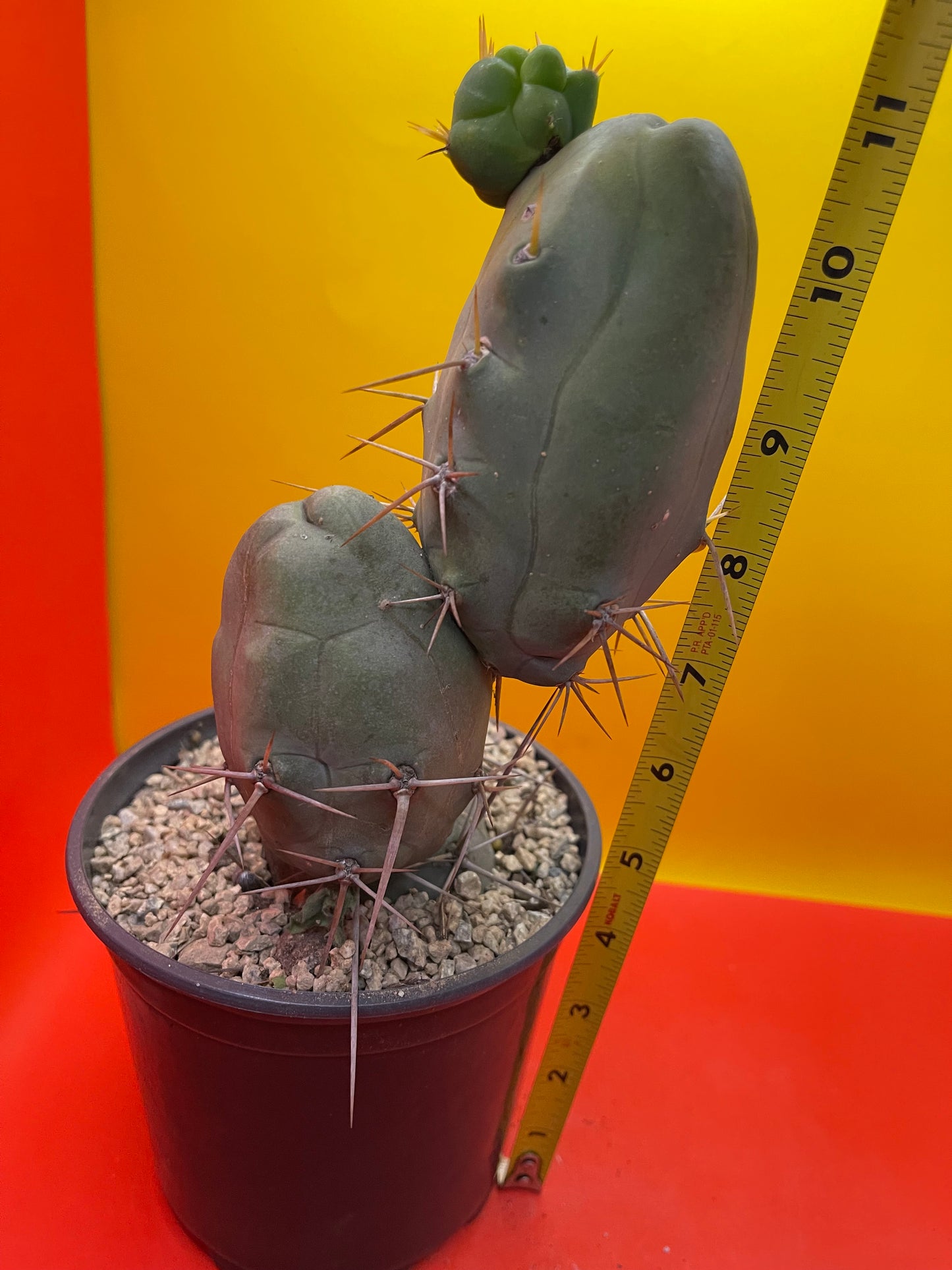 Trichocereus Bridgesii Monstrose - TBM !