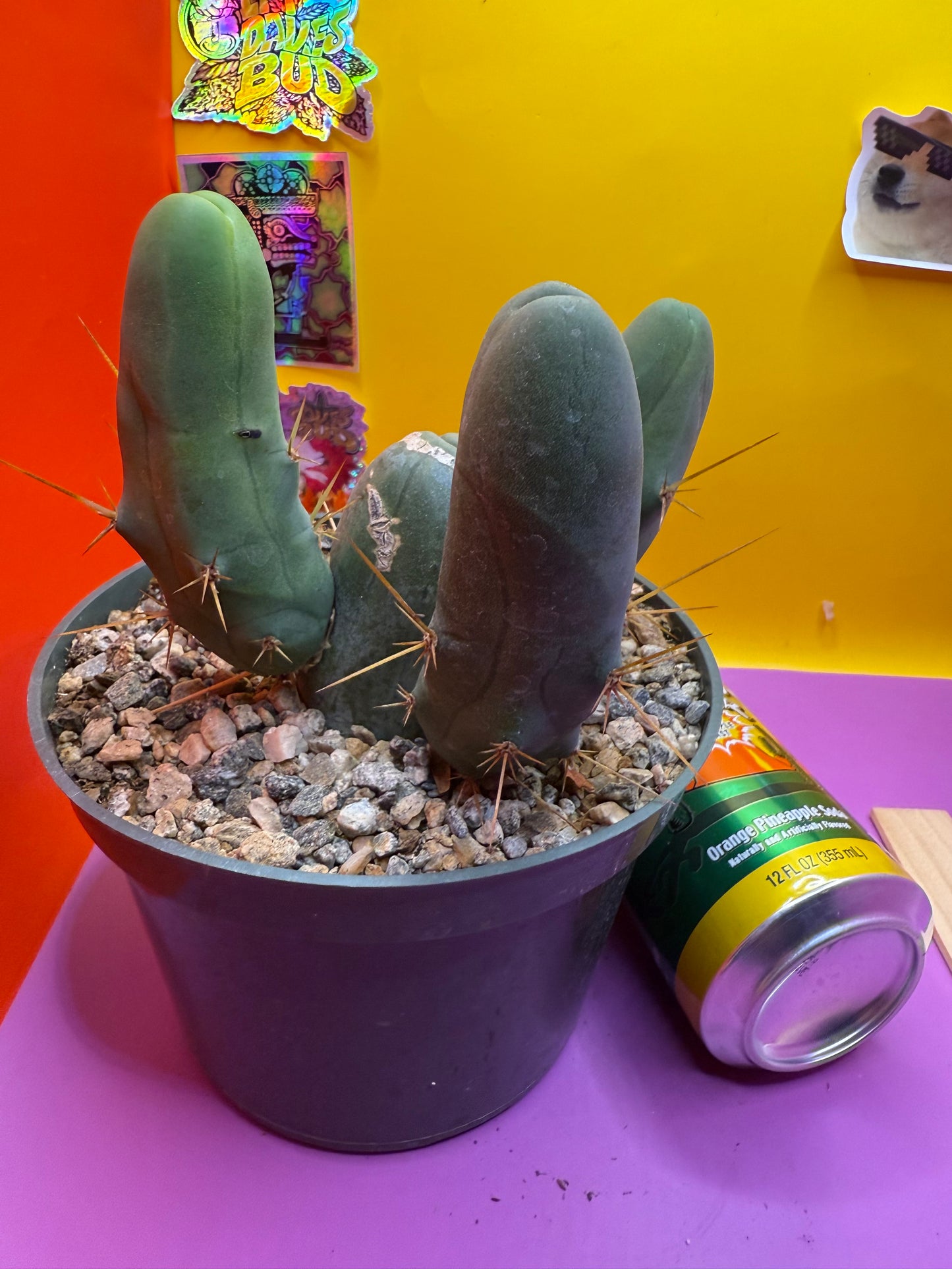 TBM potted cactus with 4 segments !!
