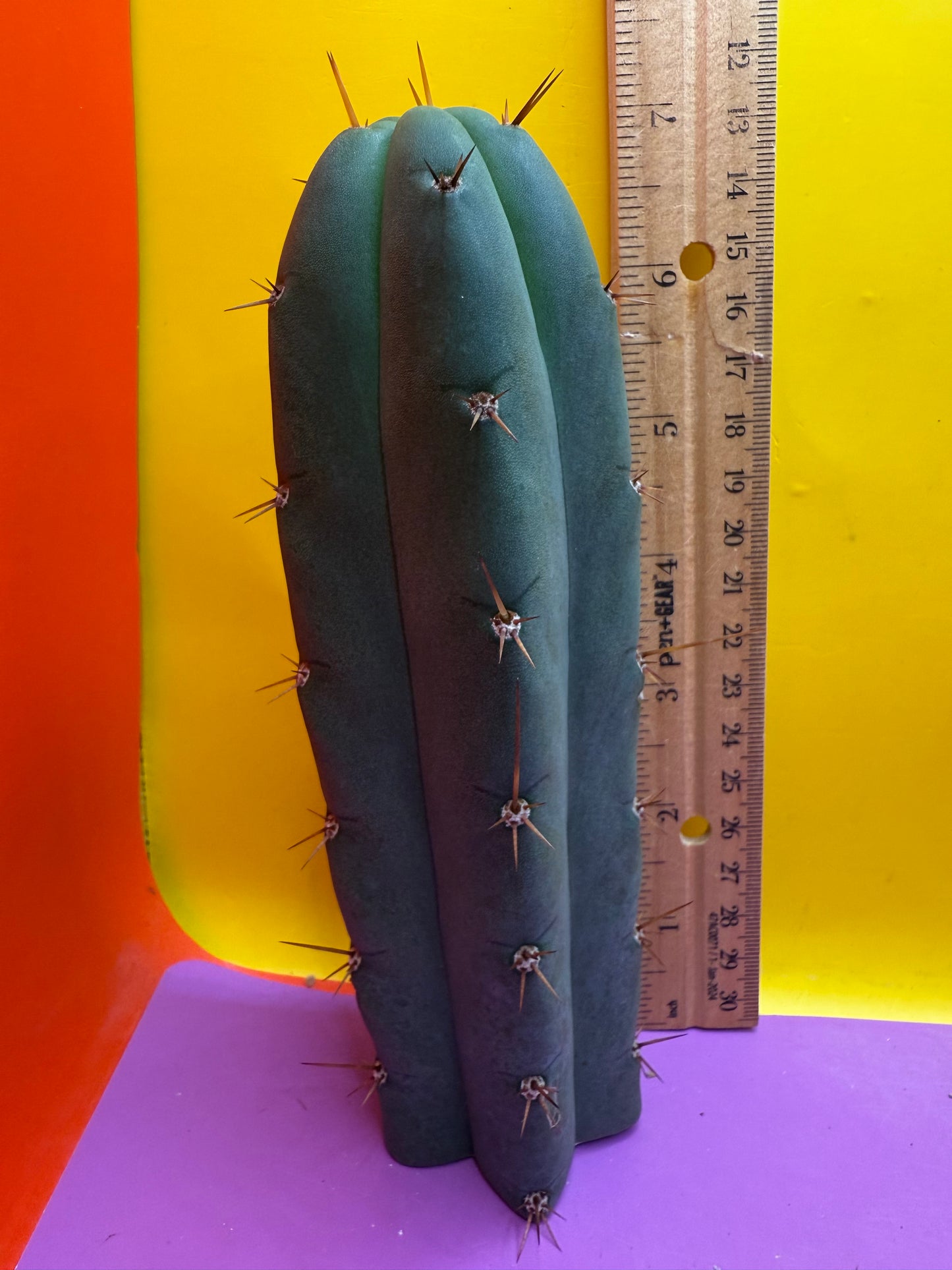 YOWIE X WOWIE !! Trichocereus Hybrid cactus cutting for sale