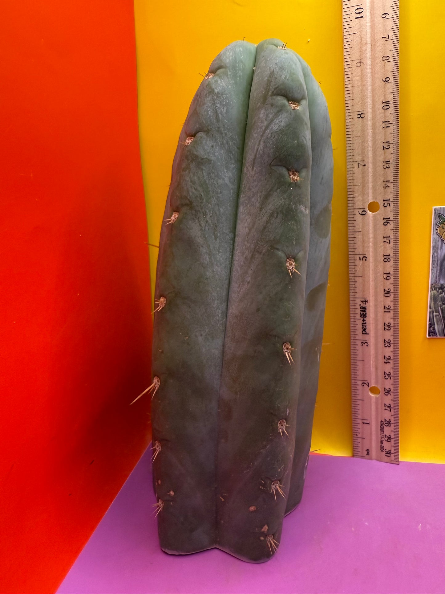 HBG 18568 Trichocereus huanucoensis
