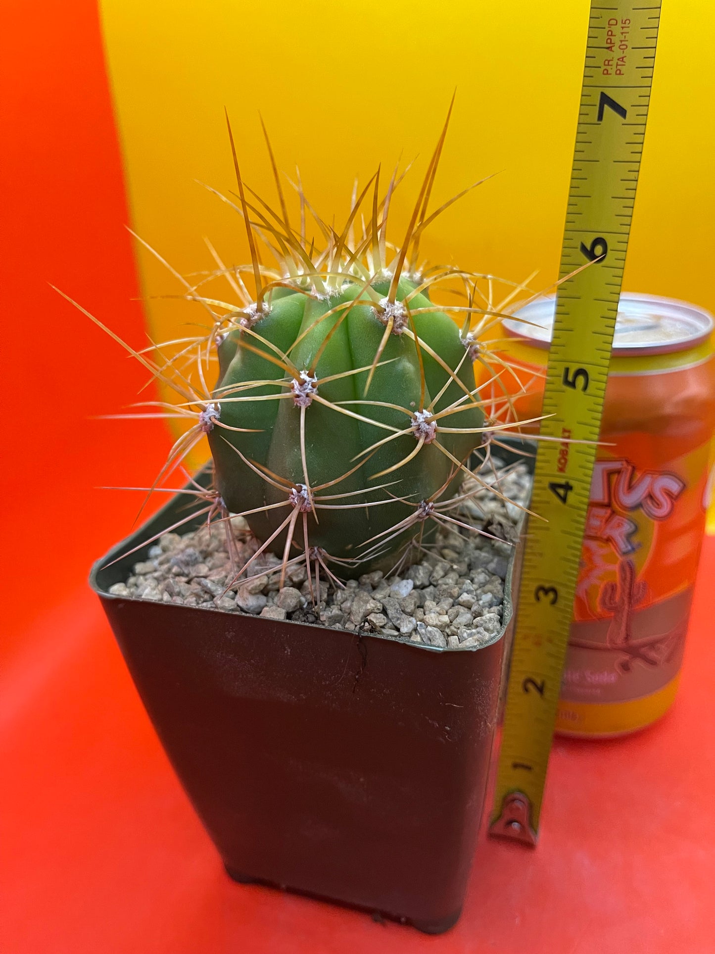 Trichocereus terscheckii