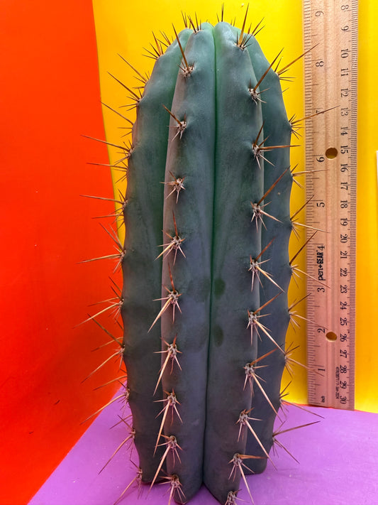 “RC’s T.P. 🧻”  trichocereus peruvianus !!