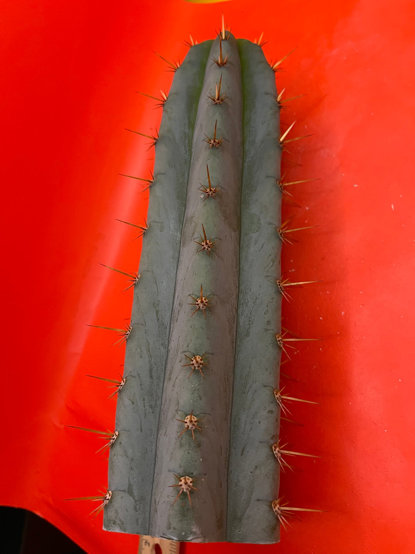 Trichocereus