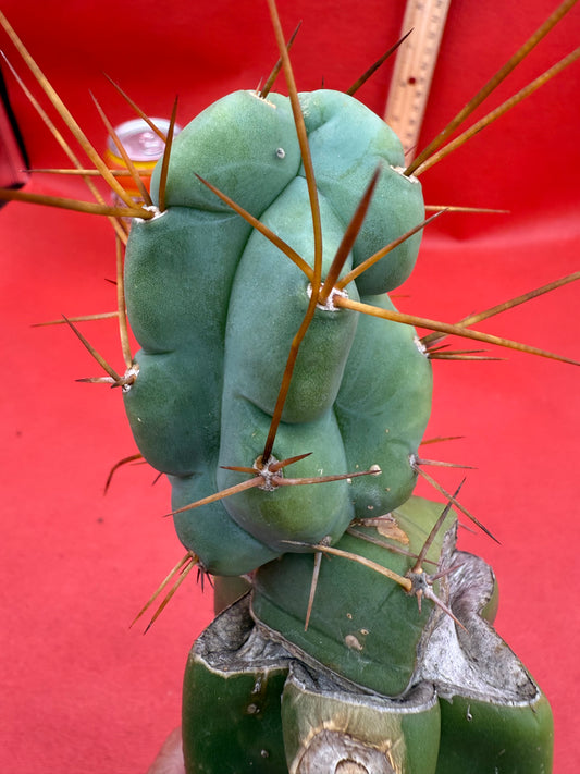 Grafted El Serpieñté