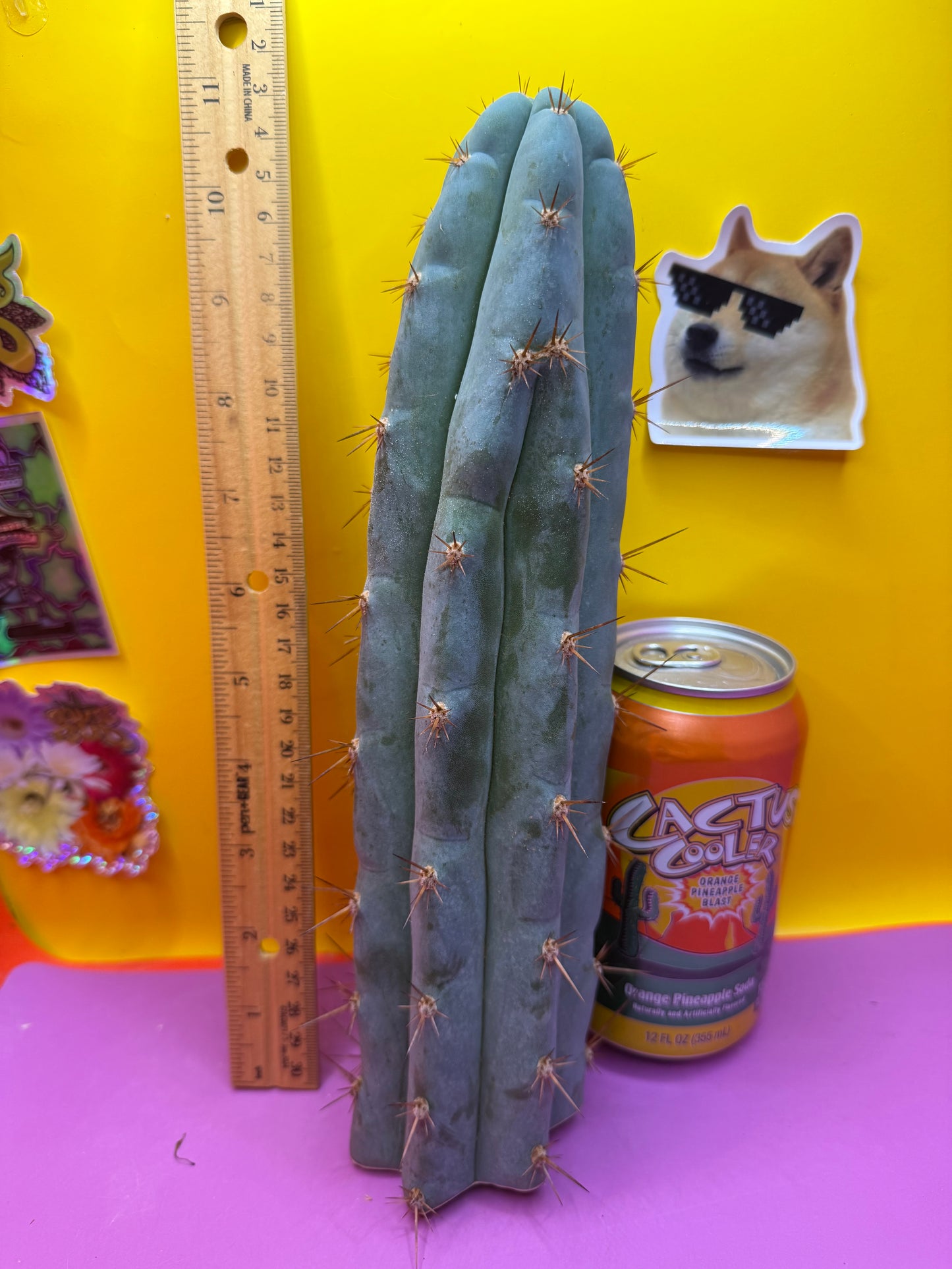 Sharxx Blue O.P. This exact cactus
