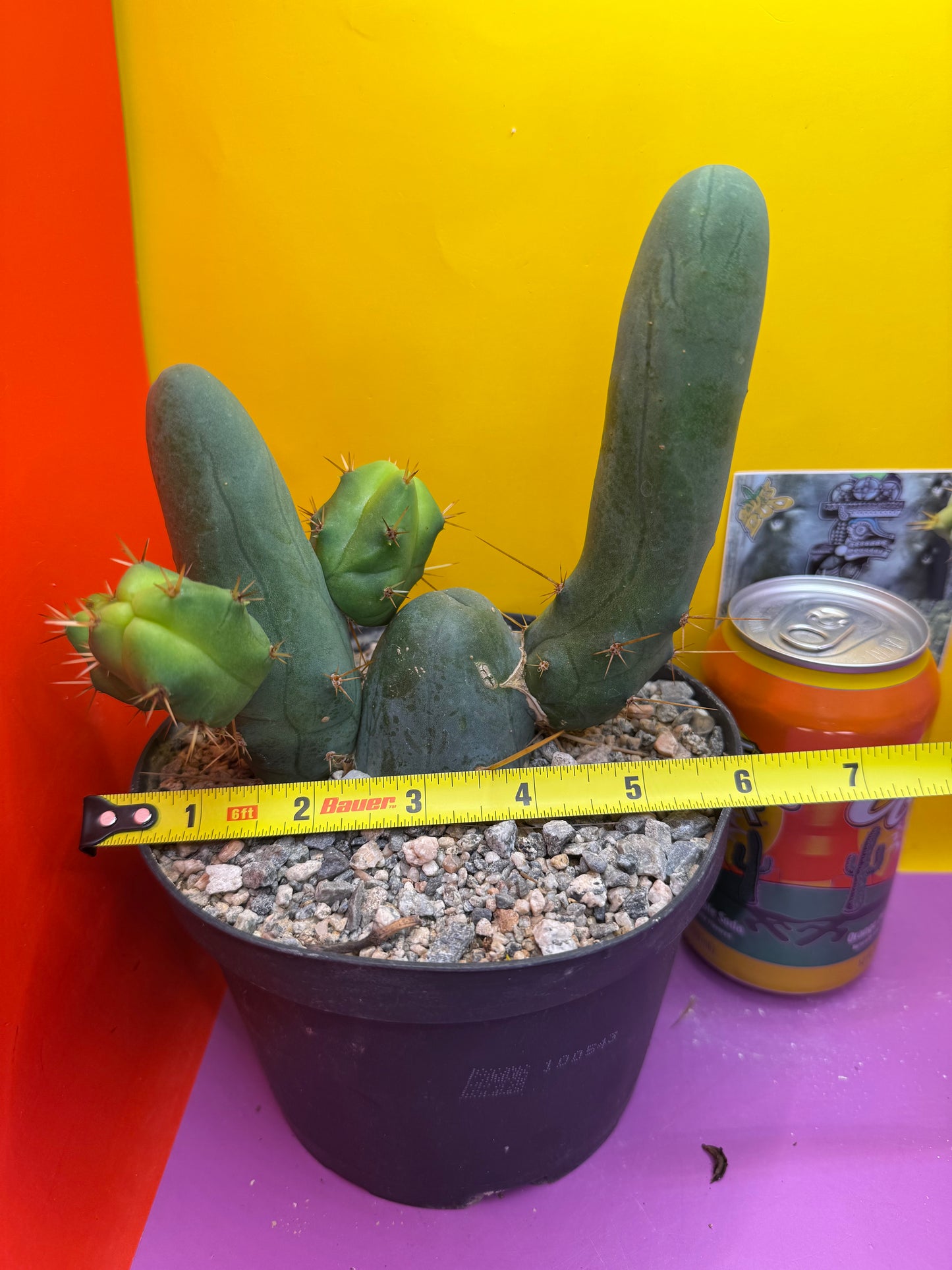 Tbm in 6” wide pot with 6 segments