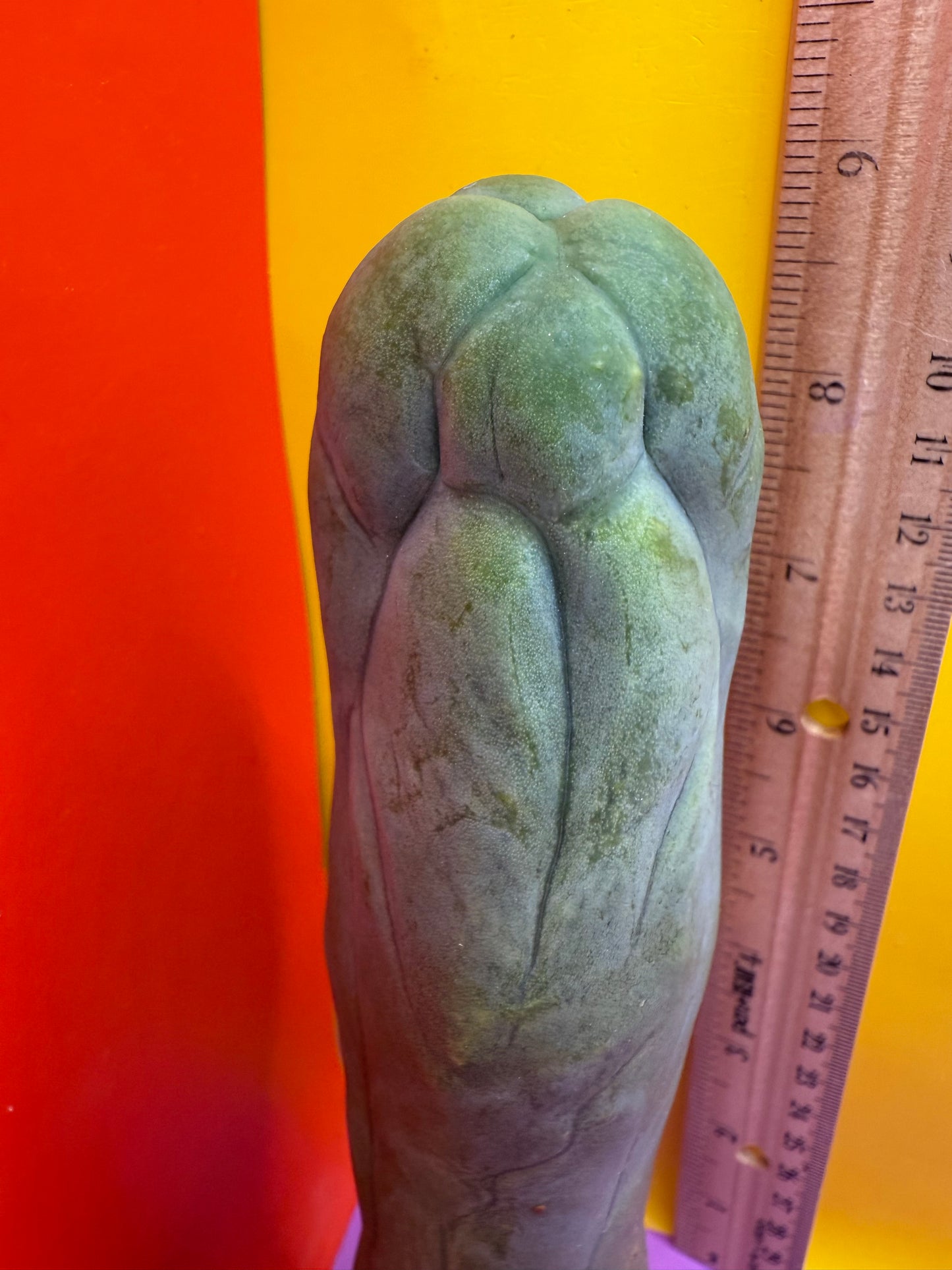 TBM-A long form monstrose cactus !