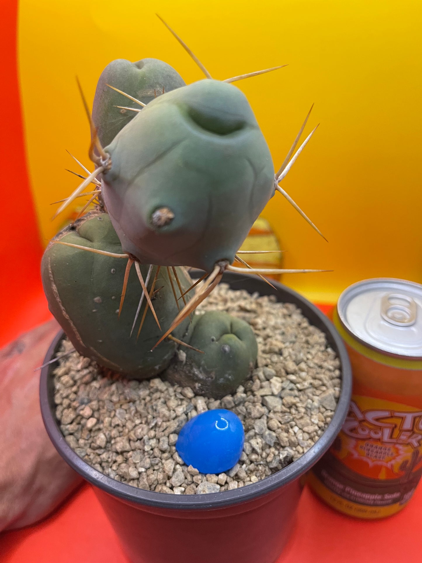 TBM CACTUS