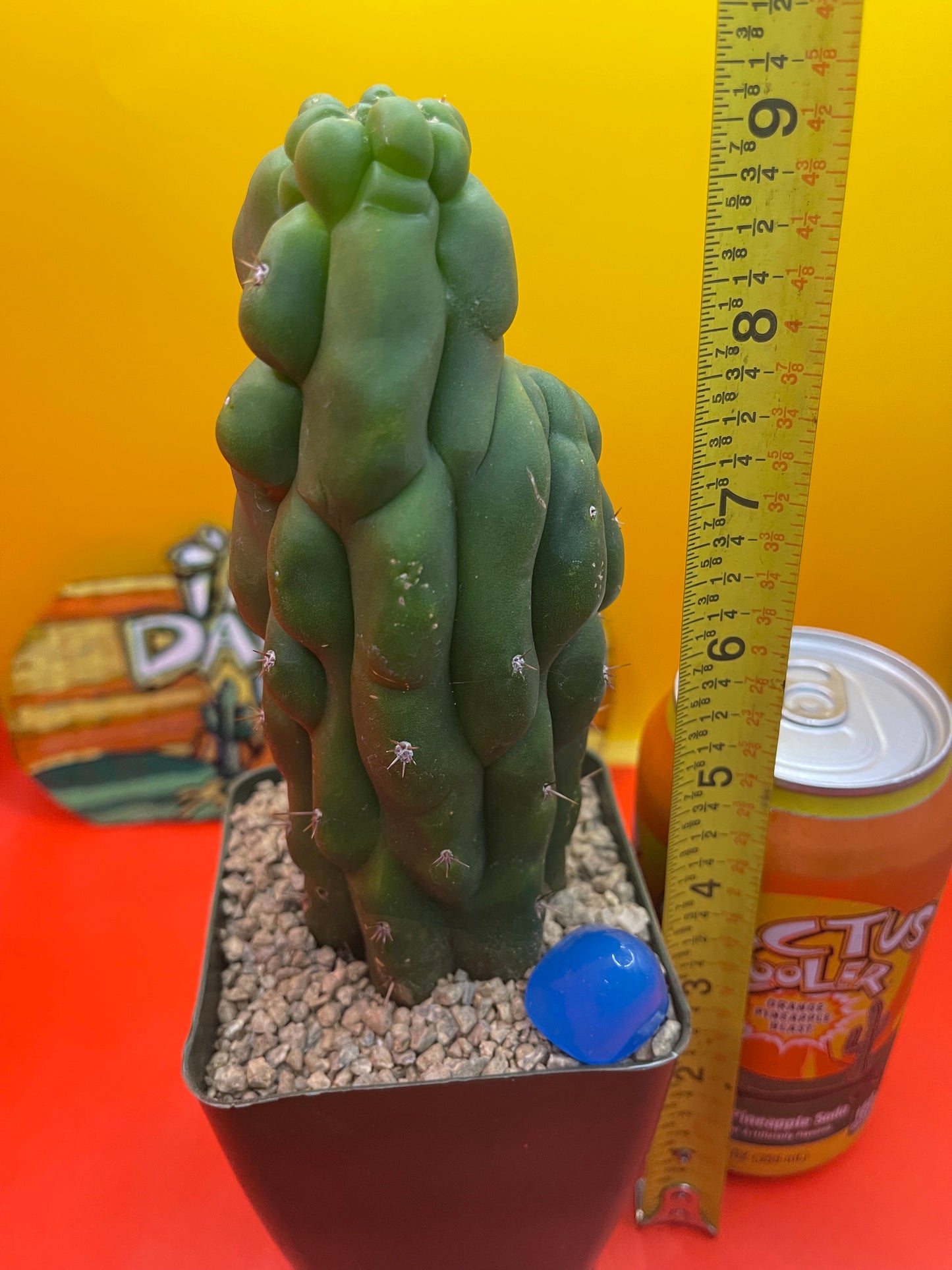 TPM CACTUS