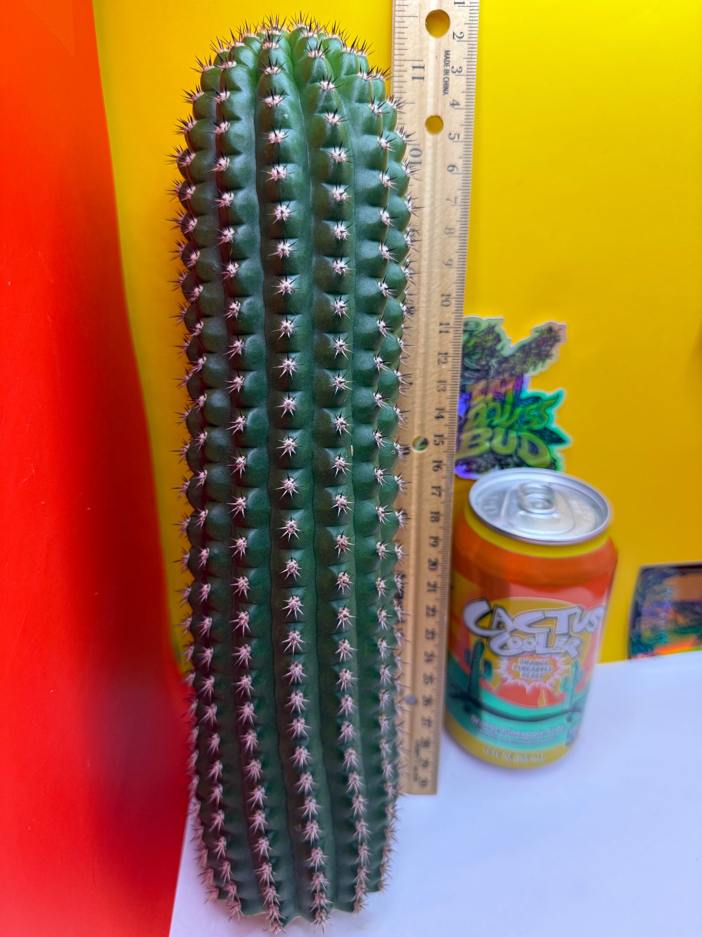 Trichocereus Brevispinulosus x Cahuilla seeds