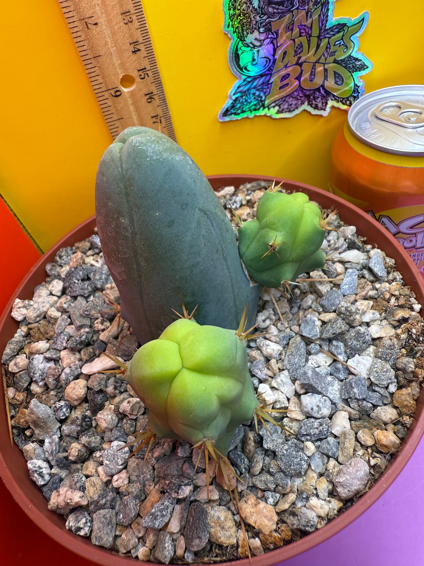 TBM CACTUS smooth and clean !  shipped in pot  - this exact one pictured