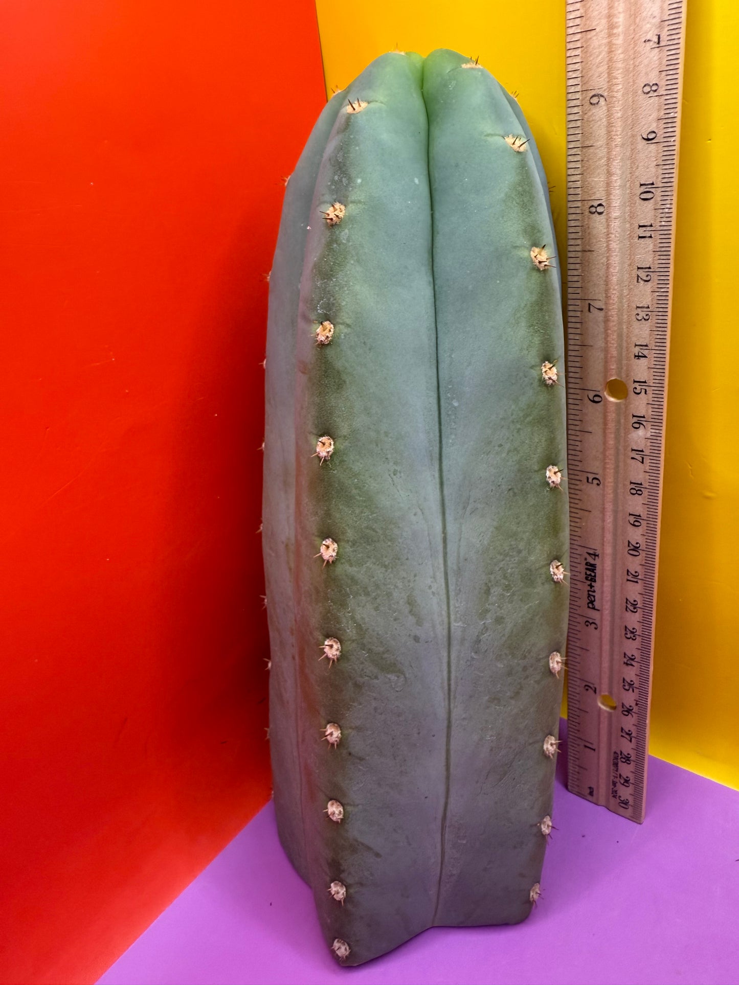 BLUE JUULES GIANT !