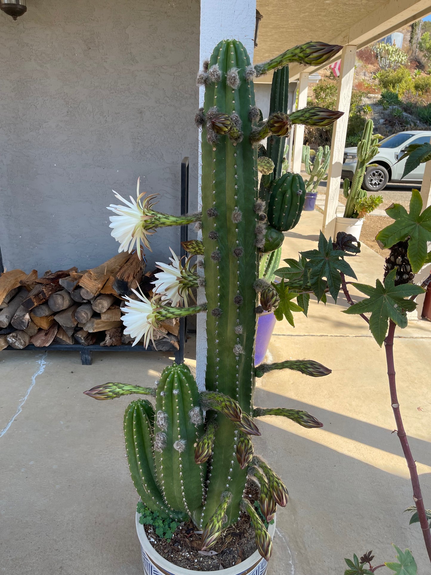 CACTO HEBRIDO cactus cutting ! The second Picture  shows cutting for sale