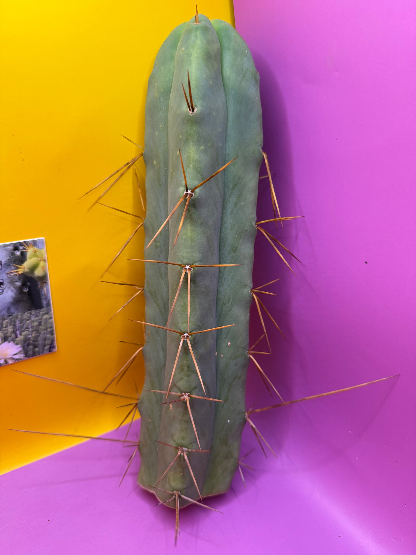 4 Wind Bridgesii “LMA” La Mirada Angelo