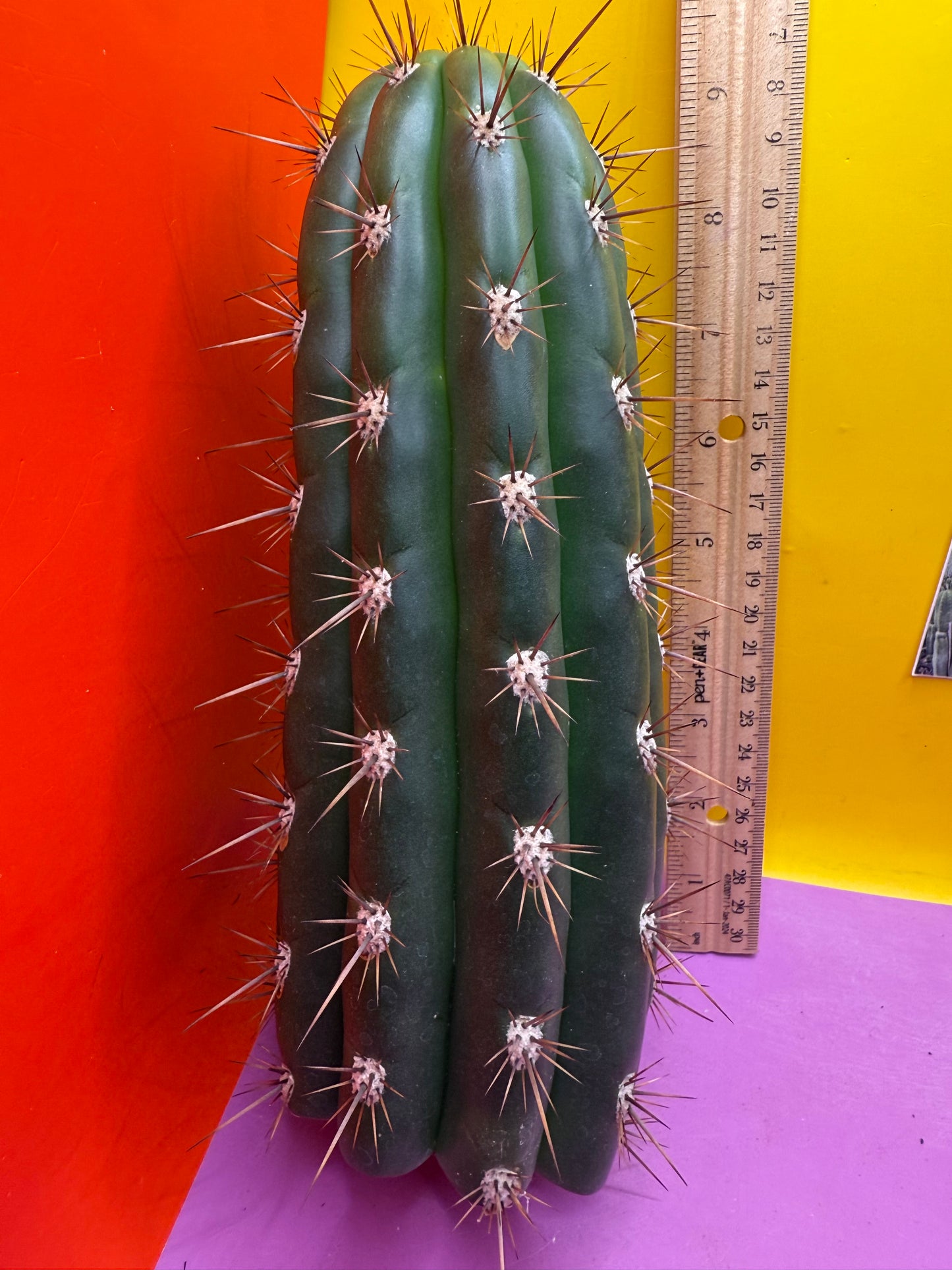 Trichocereus Tacaquirensis 🌶️🌶️