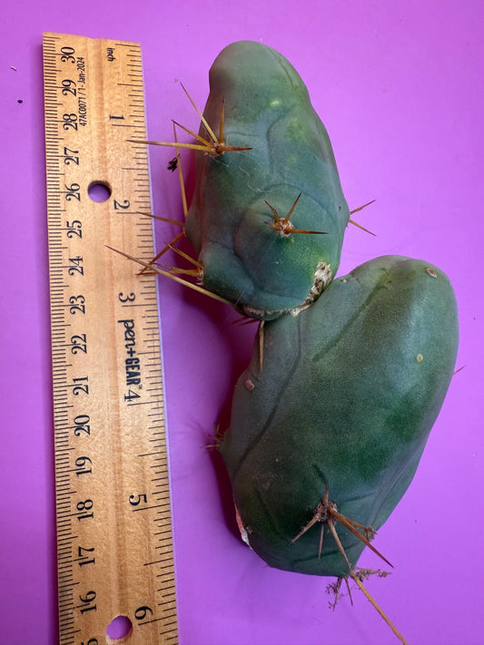 TBM !!!! Huge double segment cactus