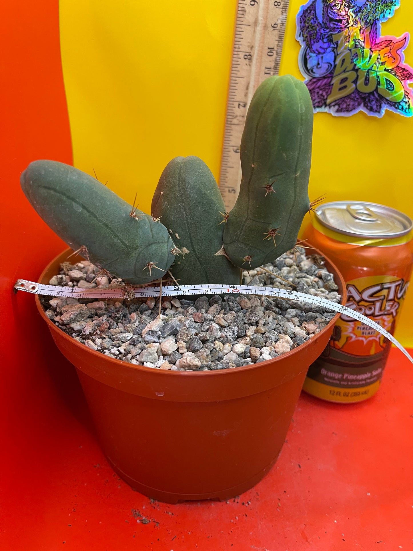 Rooted TBM CACTUS  with 2 branching arms