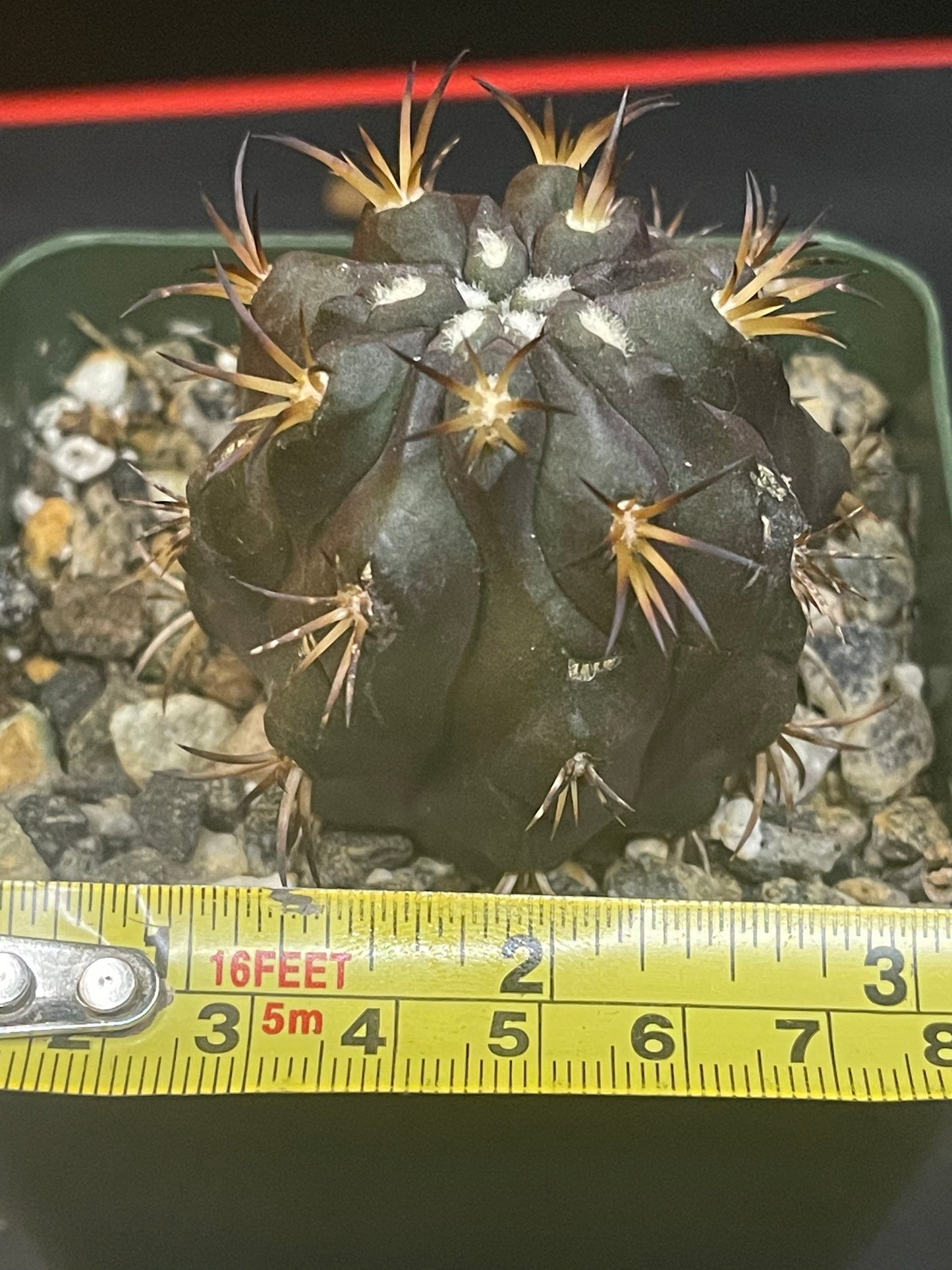 Copiapoa Dura