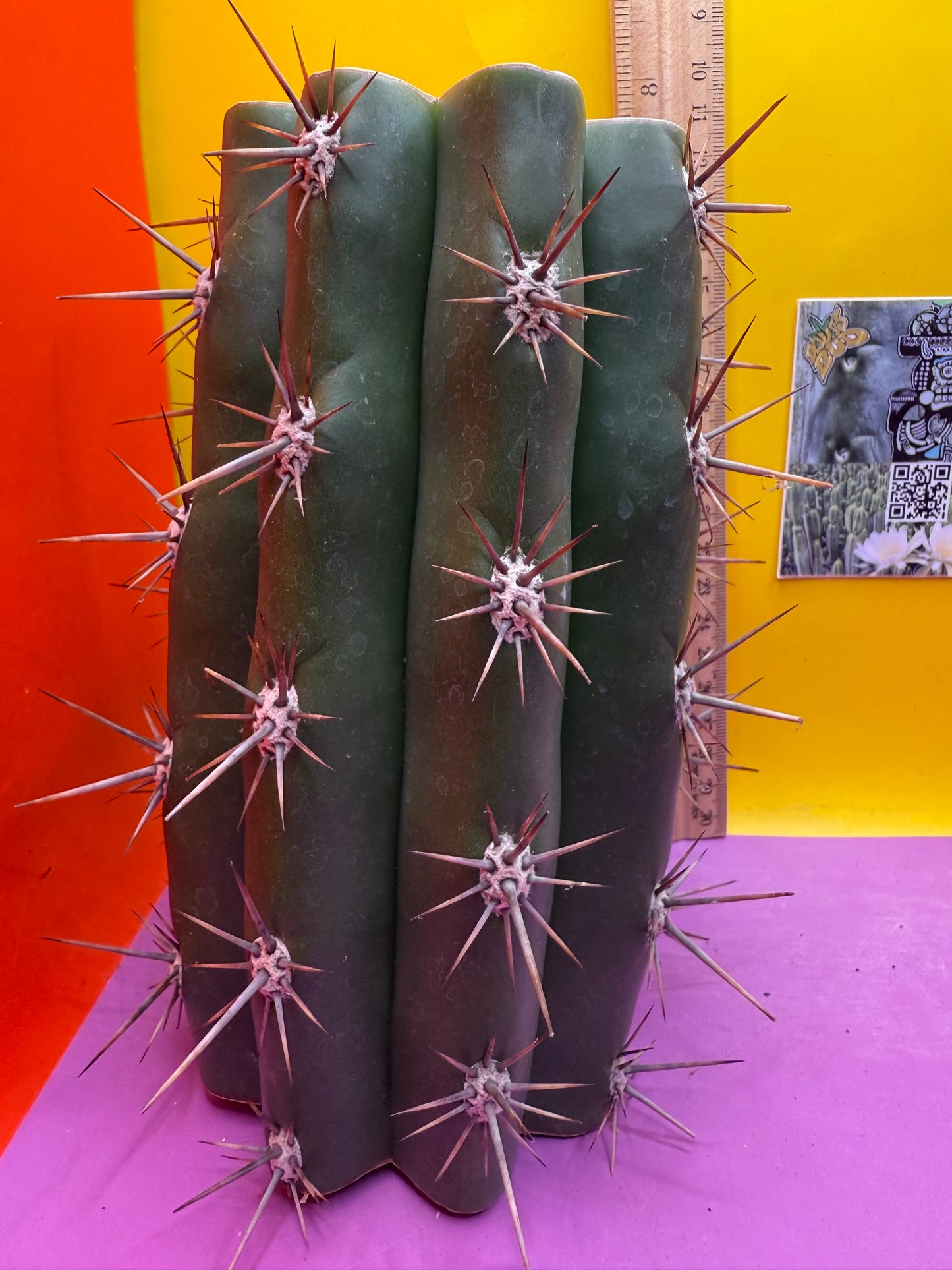 Huge San Pedro Cactus 🌶️Trichocereus Tacaquirensis !