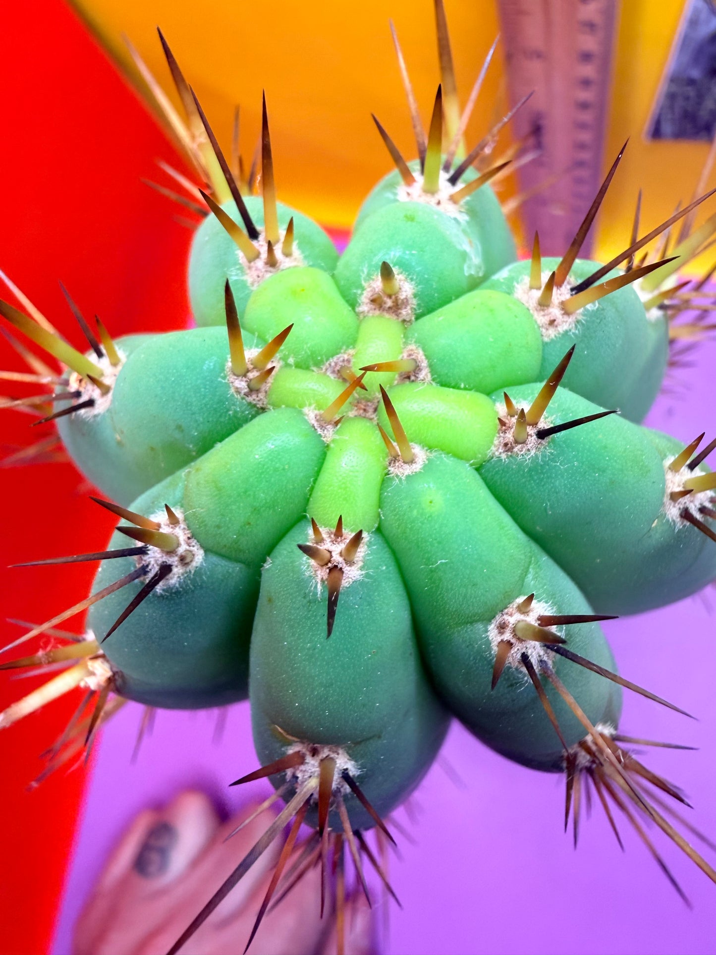 “Serra blue” San Pedro Cactus !