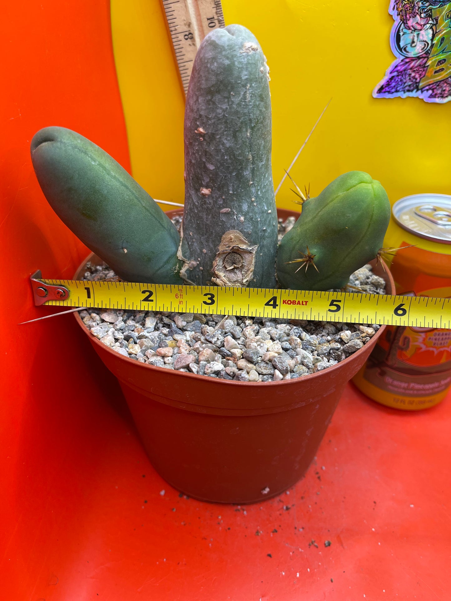 Trichocereus Bridgesii Monstrose