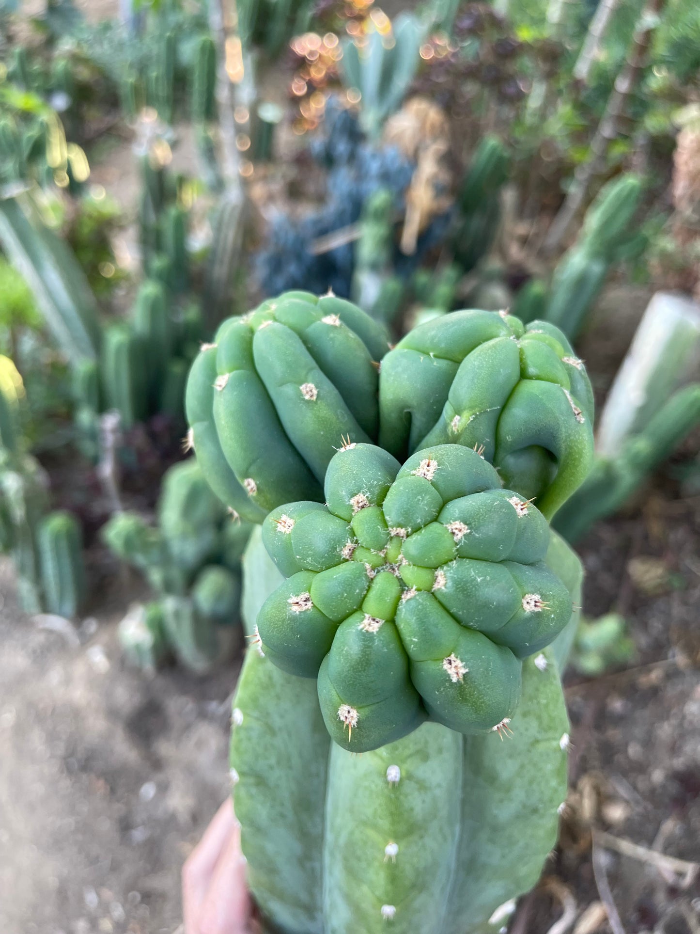 Freak Cahuilla !!! Trichocereus