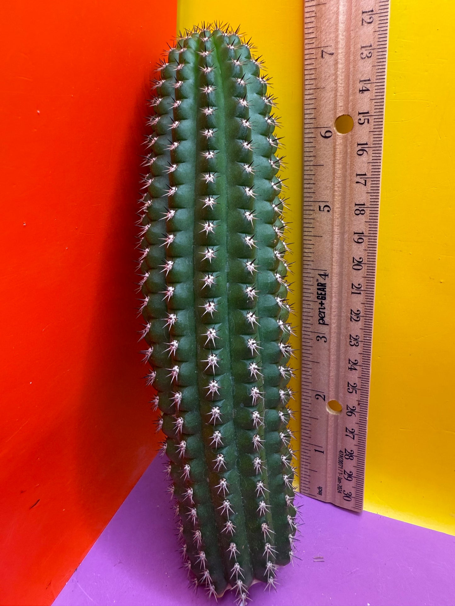 Trichocereus Brevispinulosus