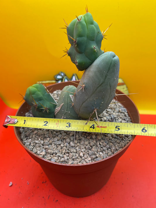 TBM  cactus !