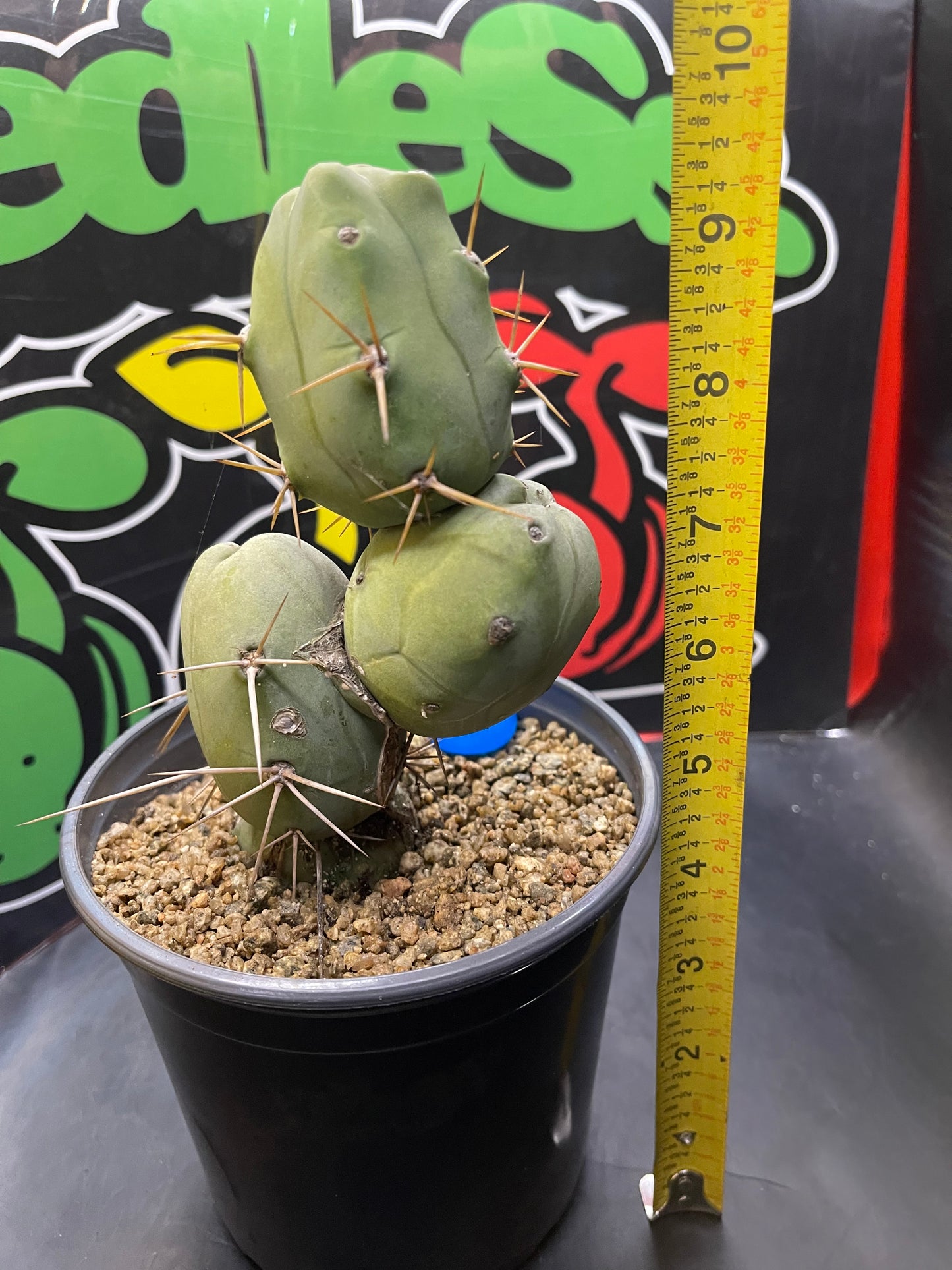 Trichocereus bridgesii monstrose