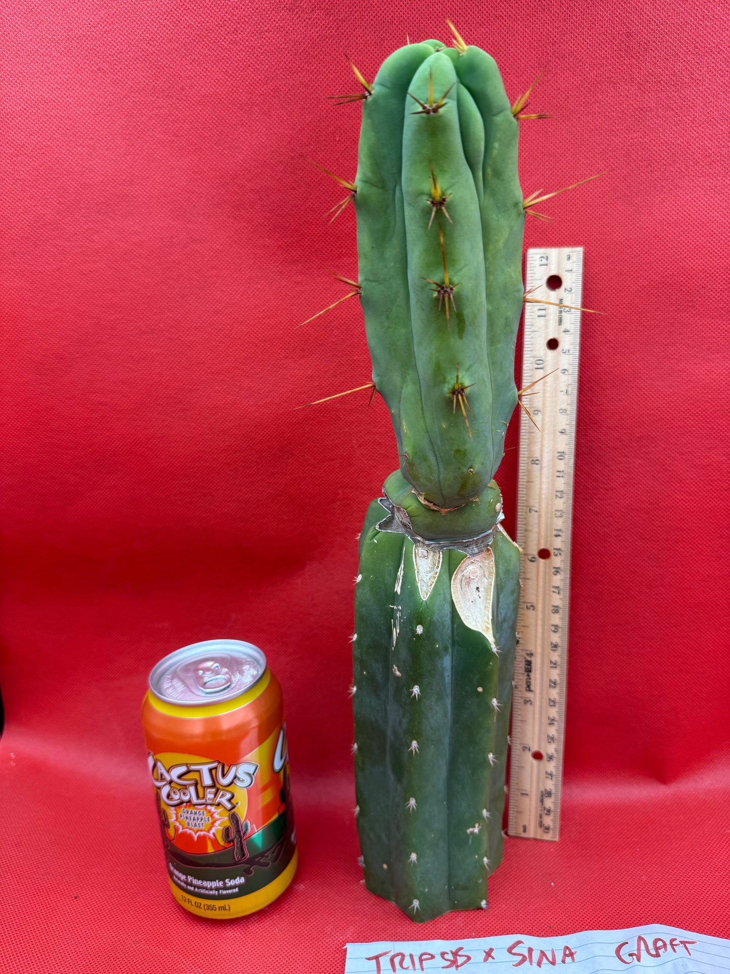 Essedon x Sina Graft , 4 winds !