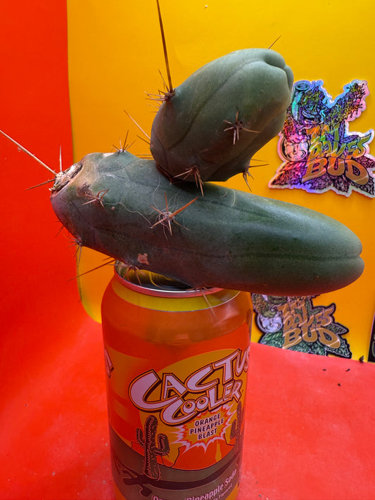 TBM !!!! Huge double segment cactus