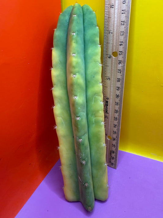 Banana San Pedro Cactus !