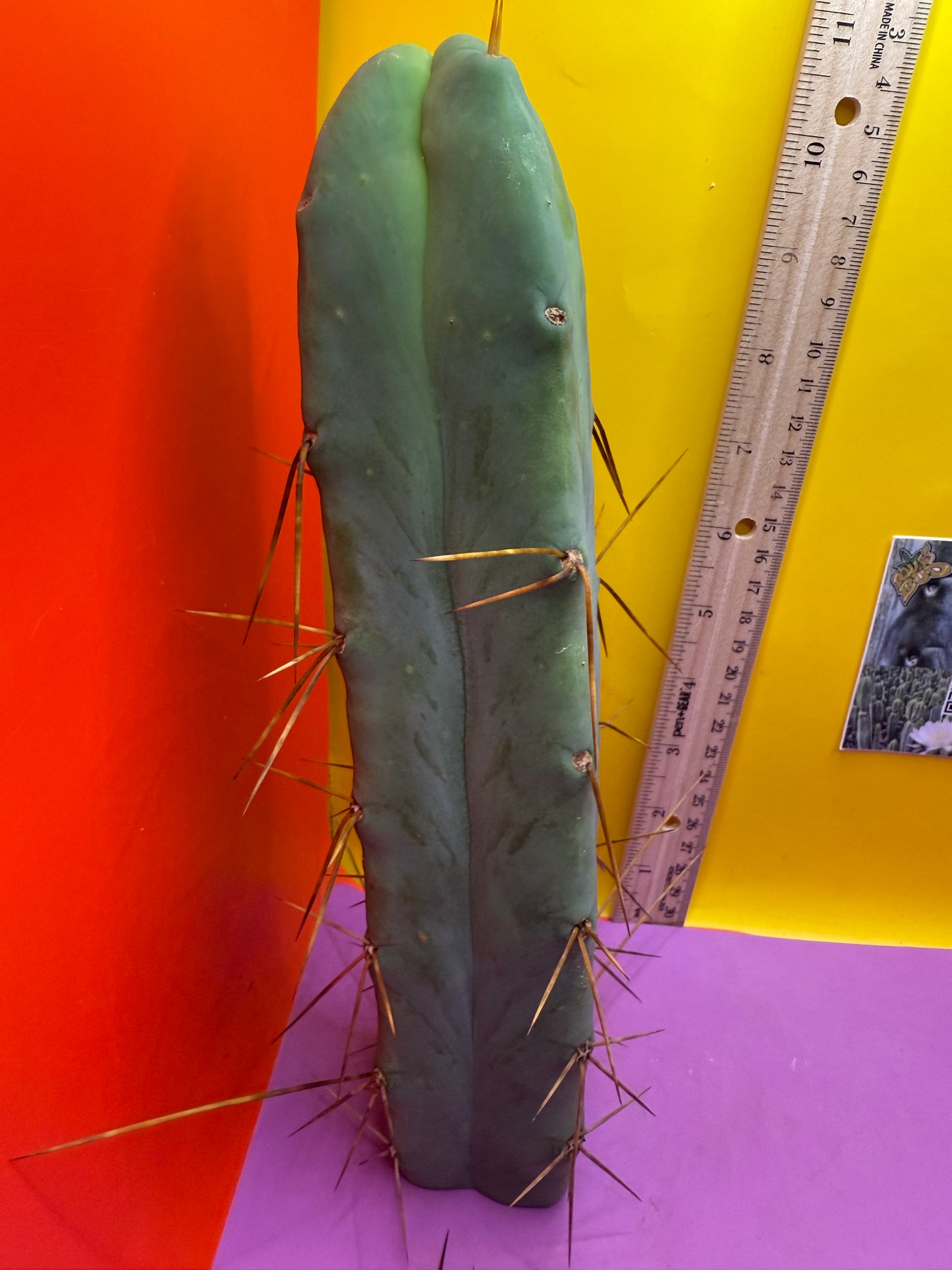 4 Wind Bridgesii “LMA” La Mirada Angelo