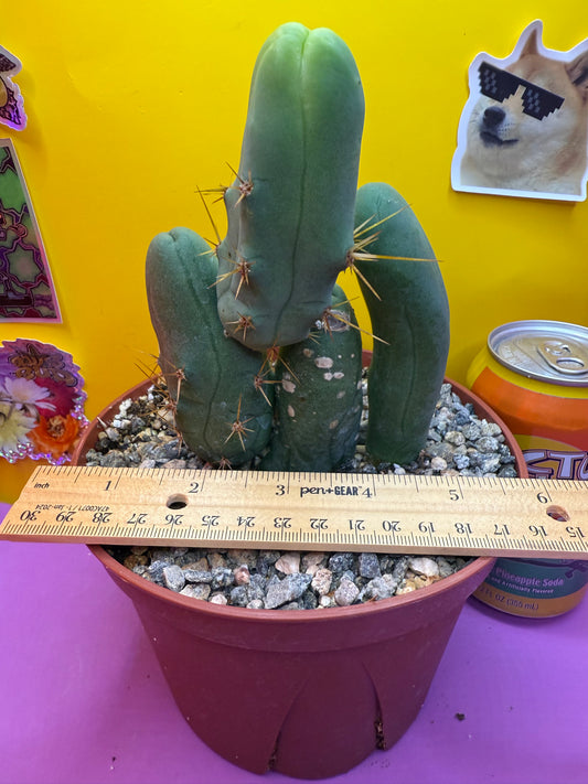 San Pedro Cactus TBM - comes in 6” wide pot !