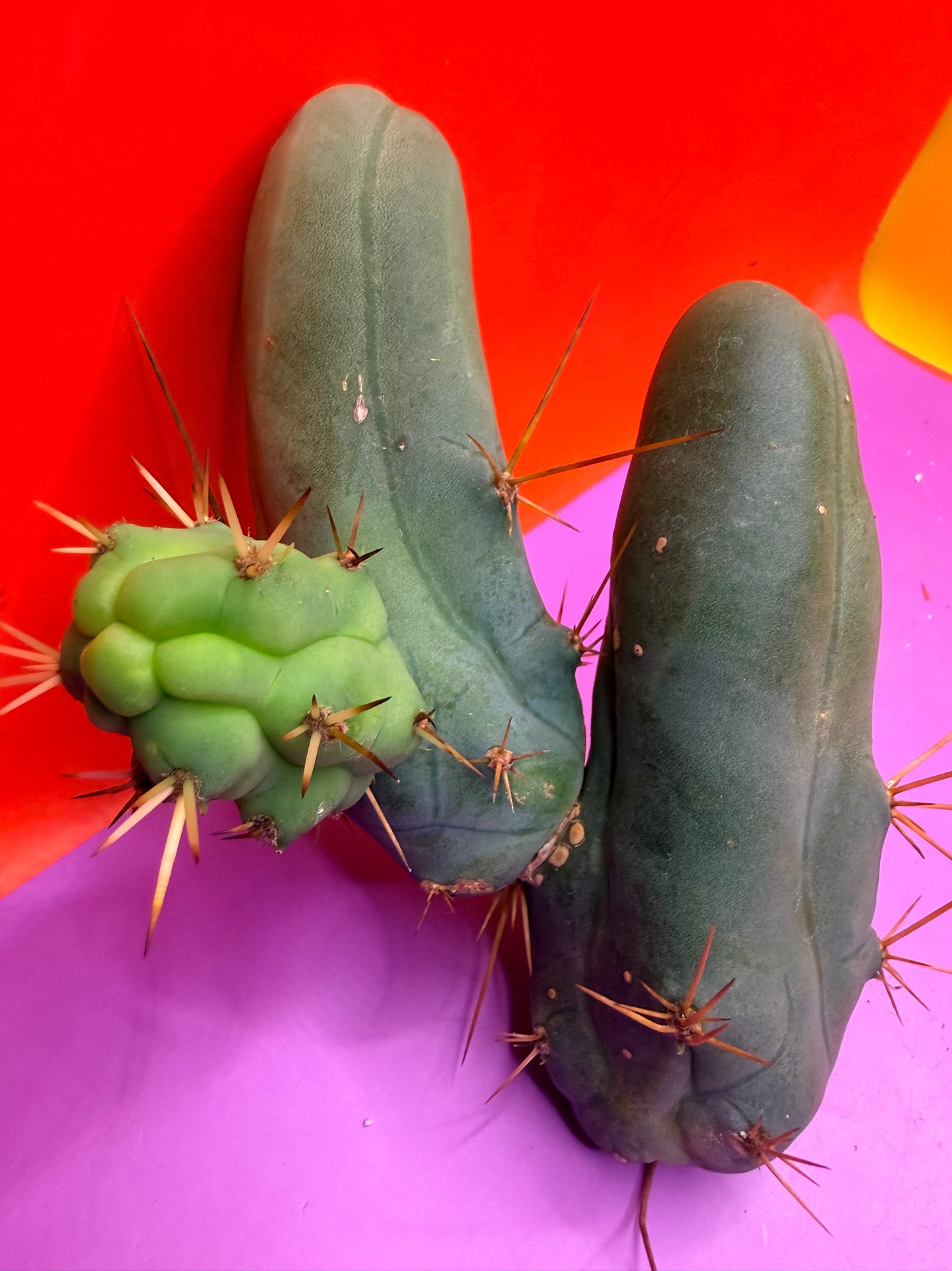 TBM !!!! Short form , B