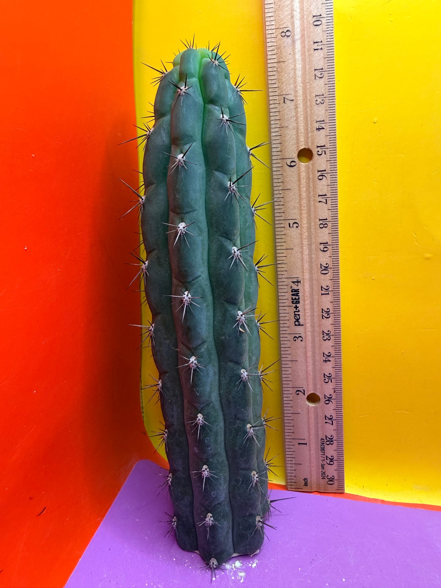 TRICHOCEREUS CHALA !
